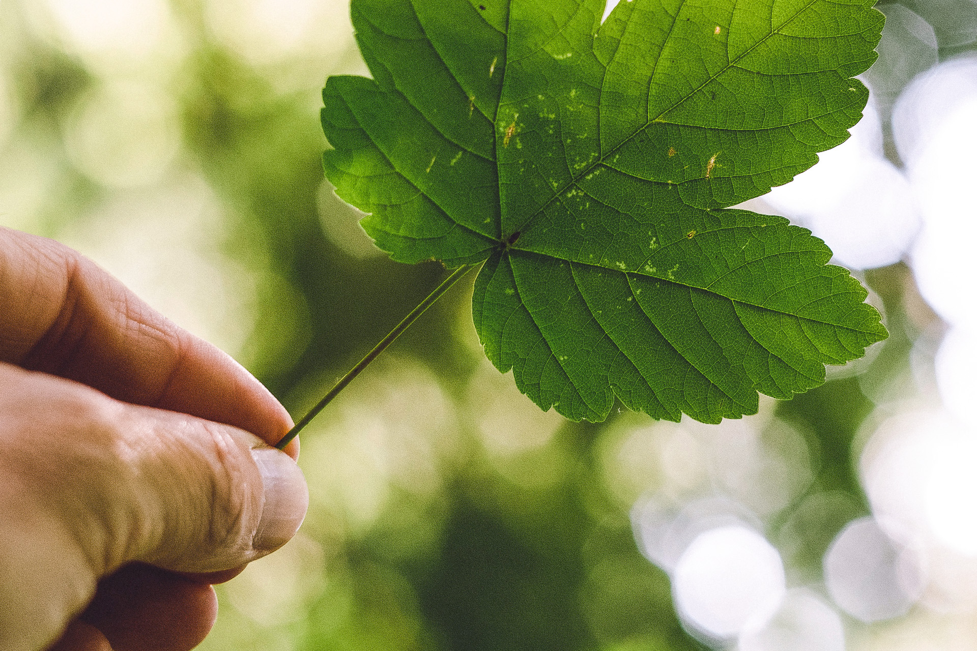 Hand håller upp ett grönt löv.