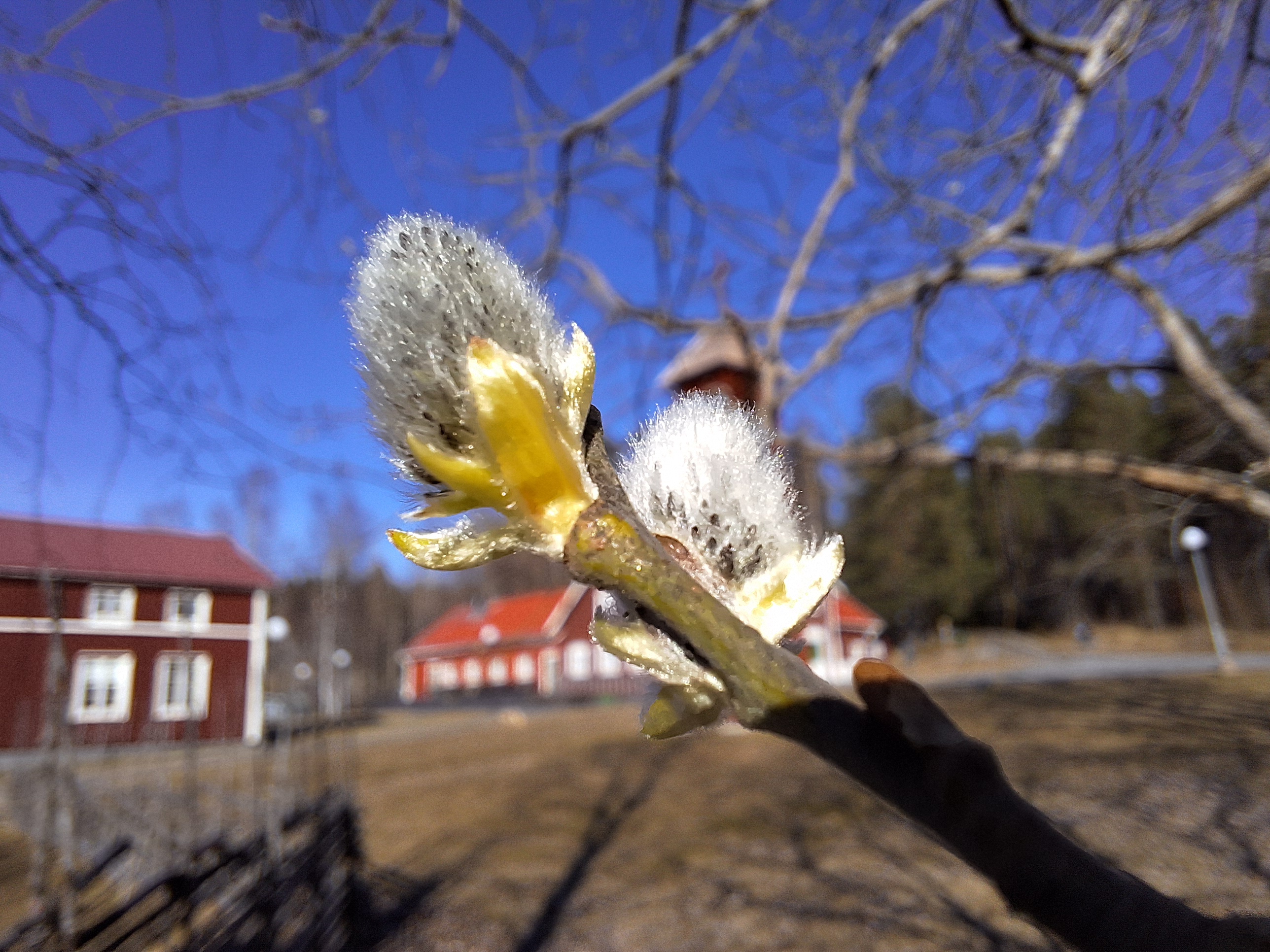 Videkissar i aprilsolen vid Tavelsjö lägergård