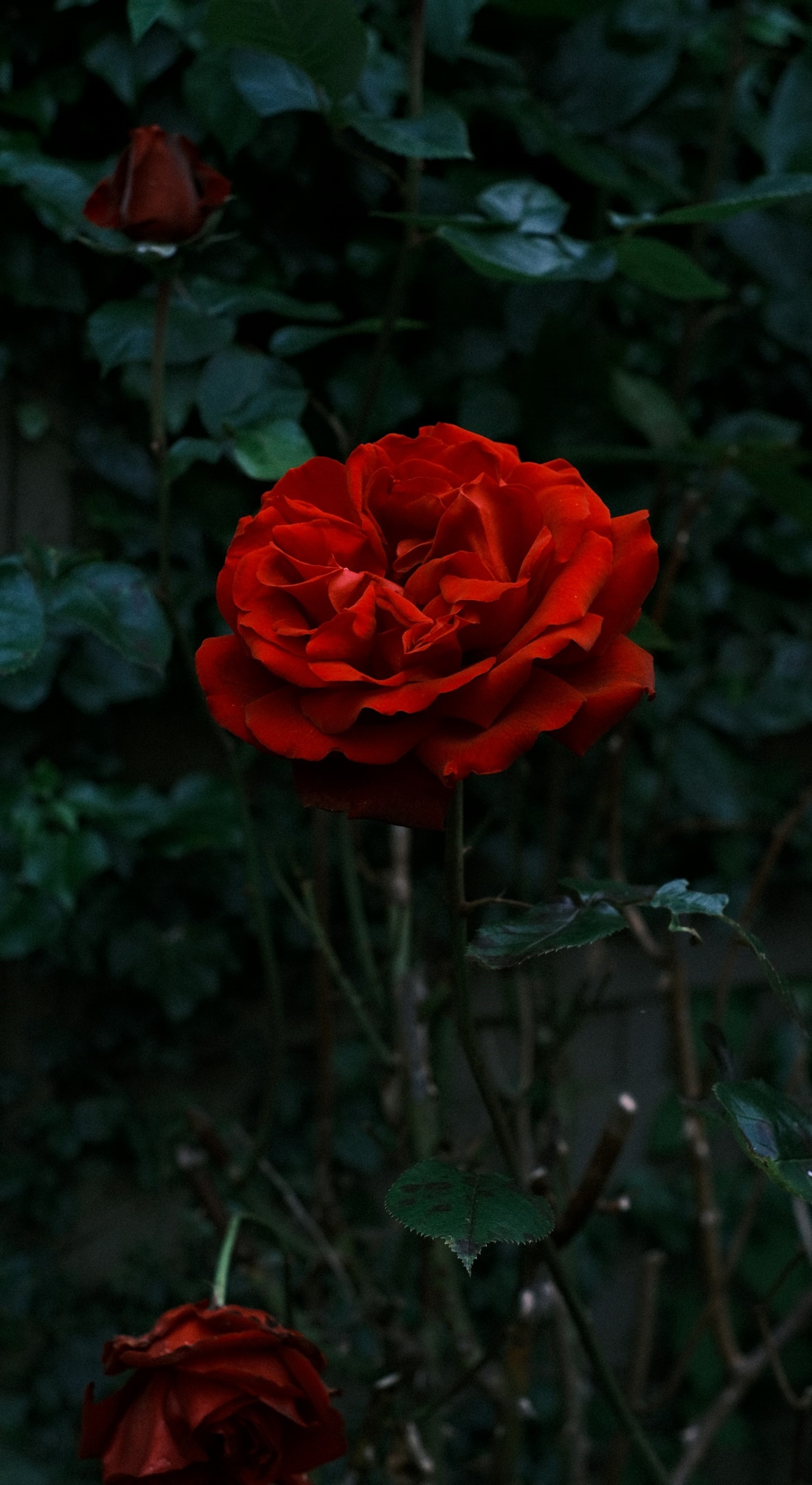The Crown of Roses symboliseras av en mörkröd ros med mörkgrön bakgrund.