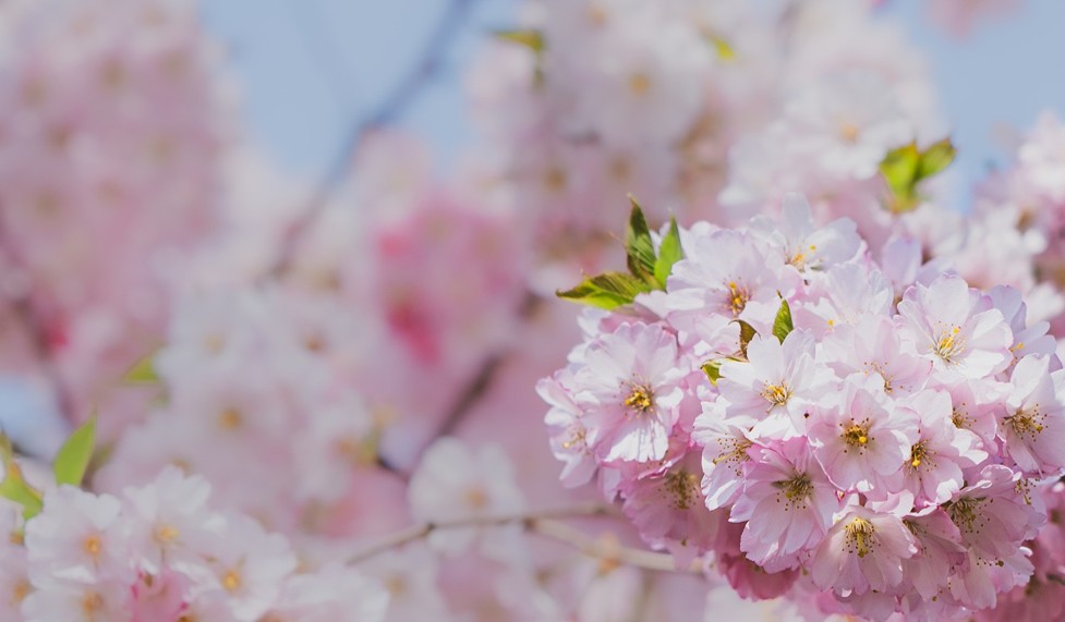 Rosa körsbärsblommor