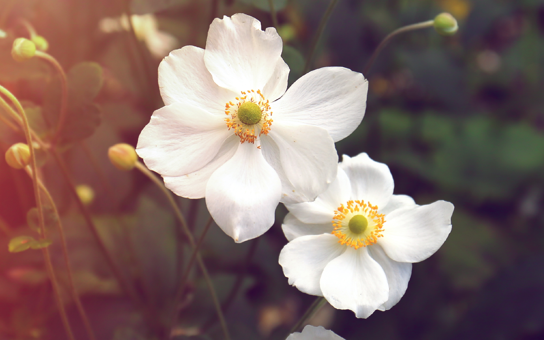 Blommor i närbild - sommarkonsert med Gaudium