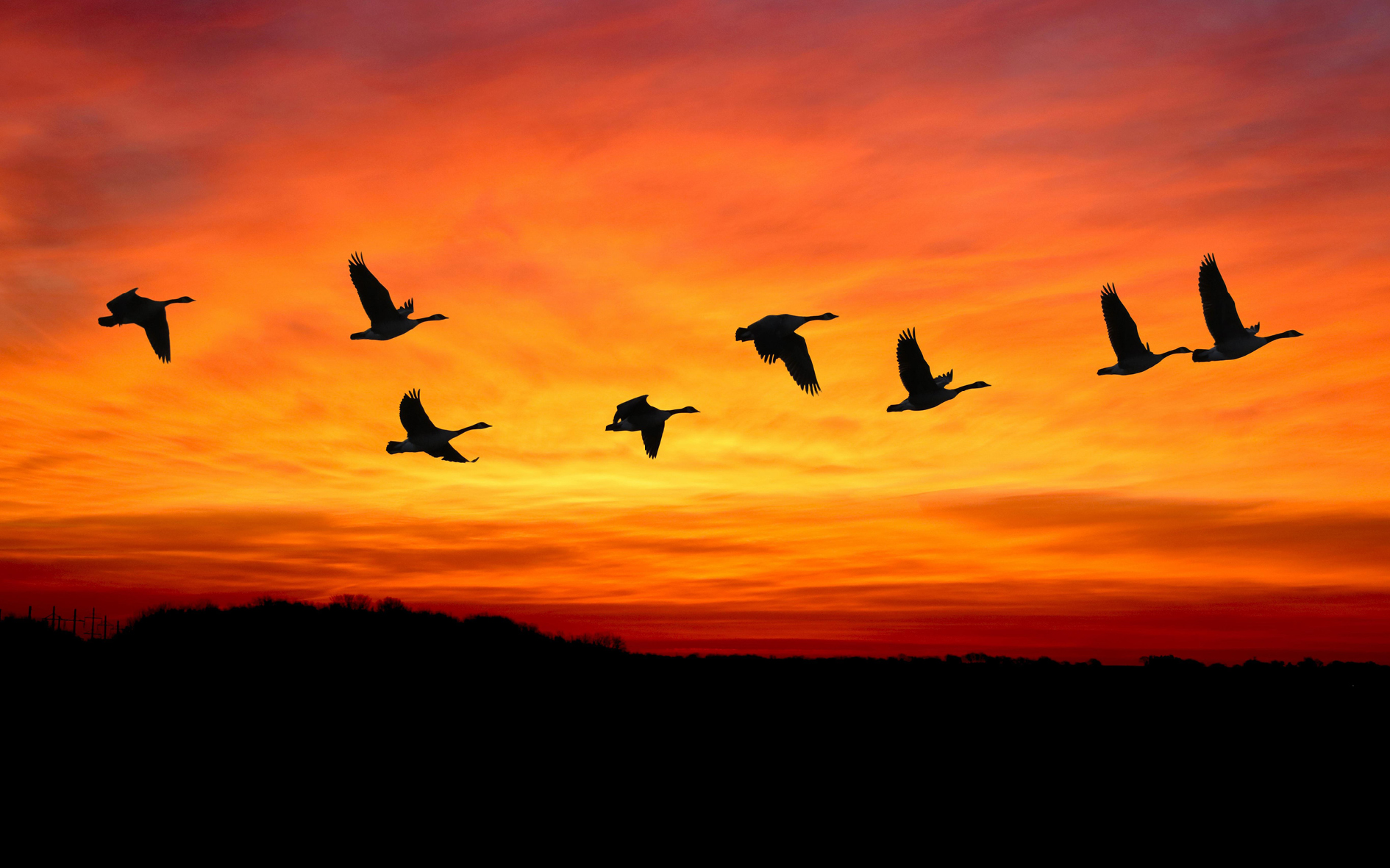 En flock svanar flyger i formation mot en färgstark solnedgångshimmel.