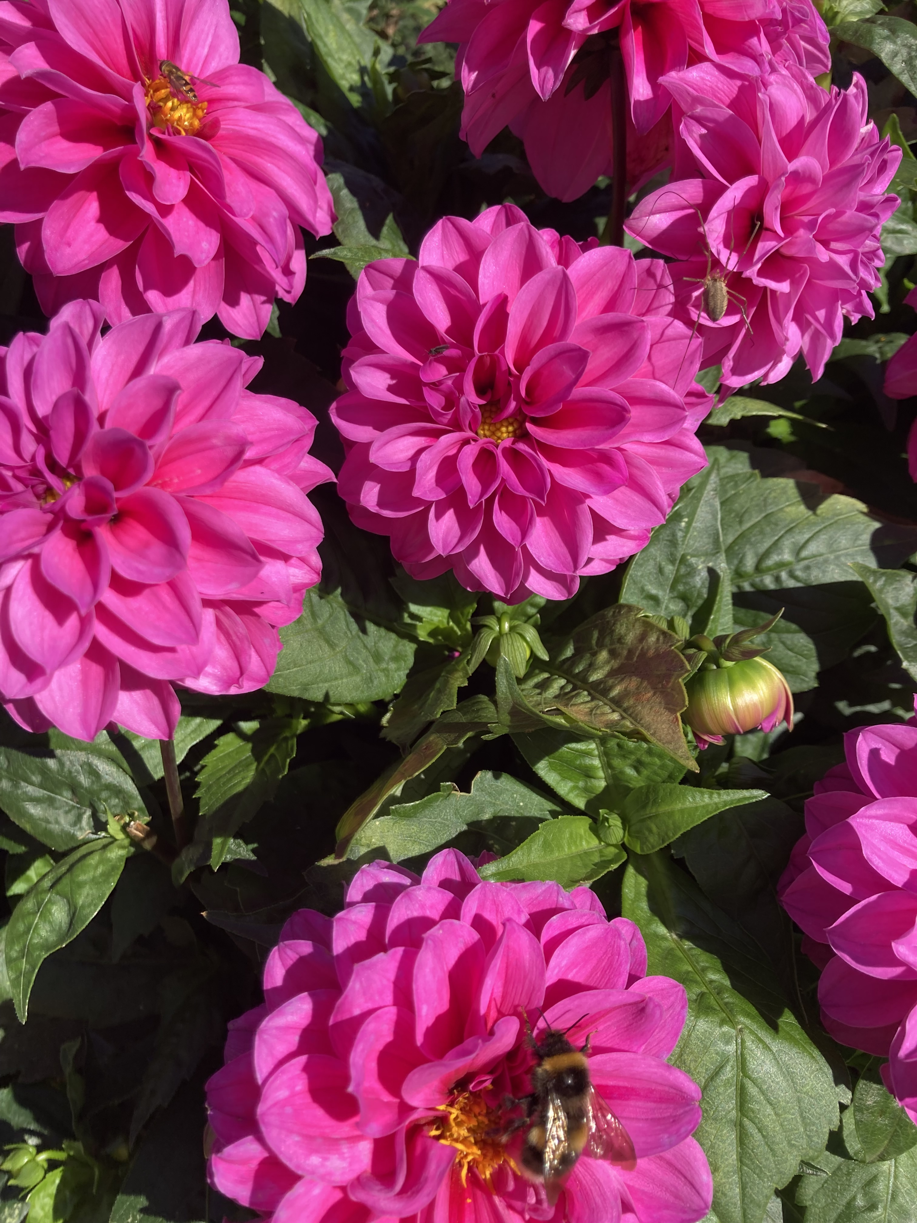 Dahlior i sensommarsolen