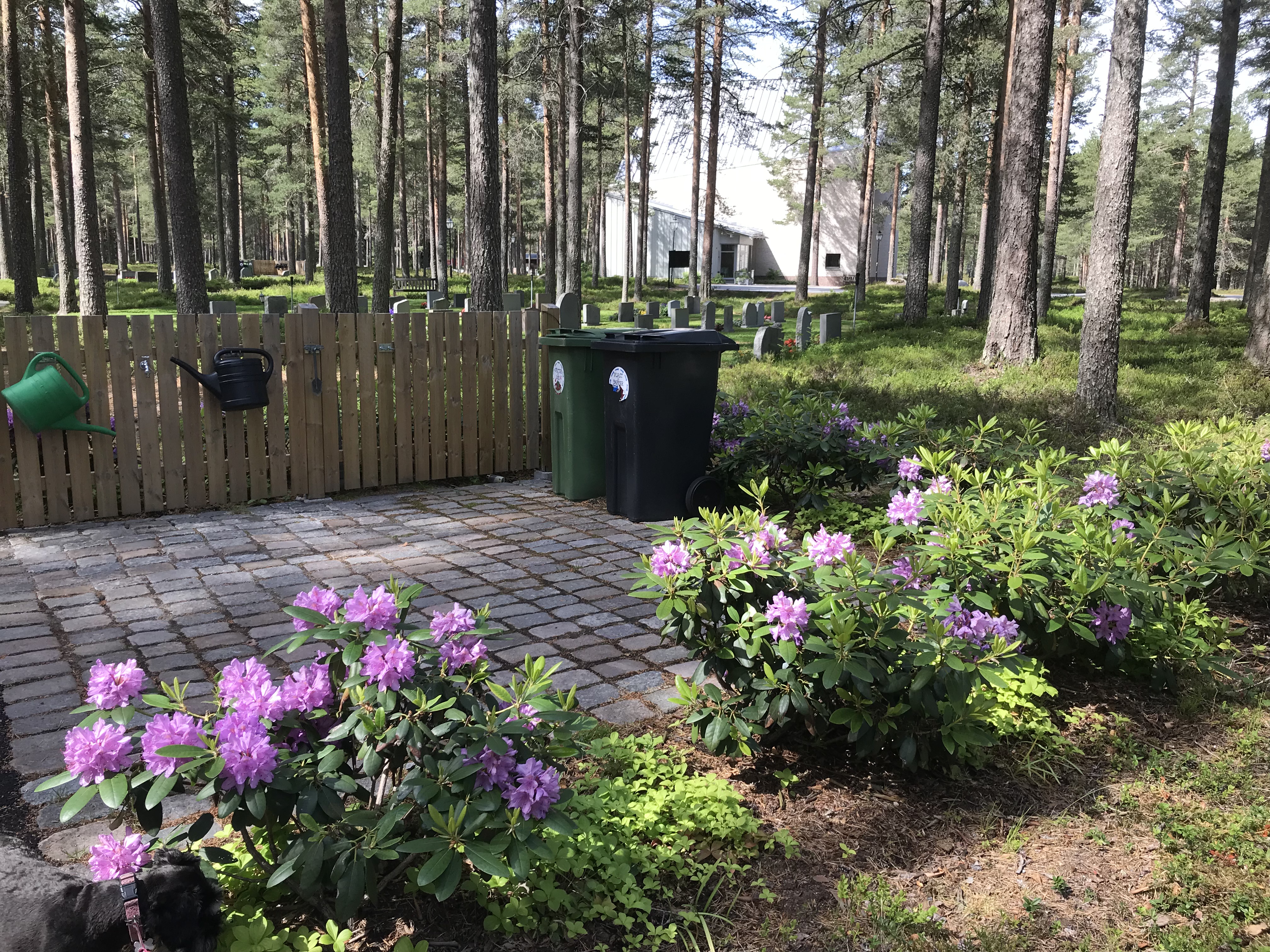 Rhododendron signaturväxt på Röbäcks kyrkogård