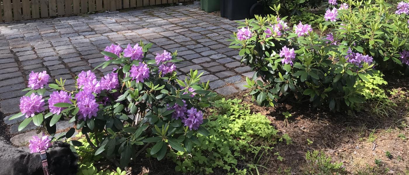 Rhododendron signaturväxt på Röbäcks kyrkogård