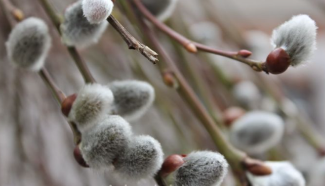 Videkissar på altaret på Palmsöndagen
