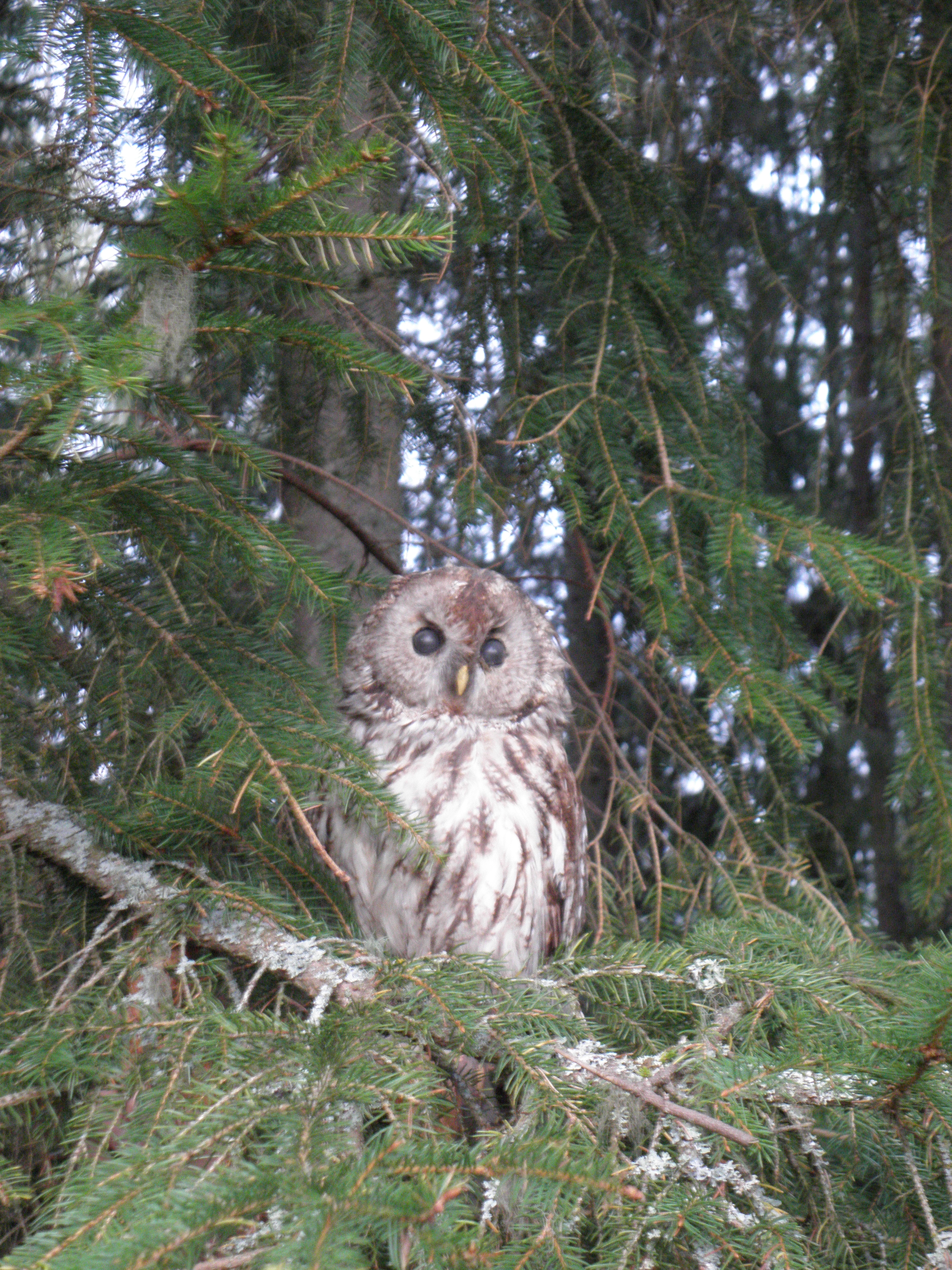 Kattuggla 