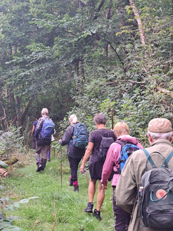 Vandrare i skog.