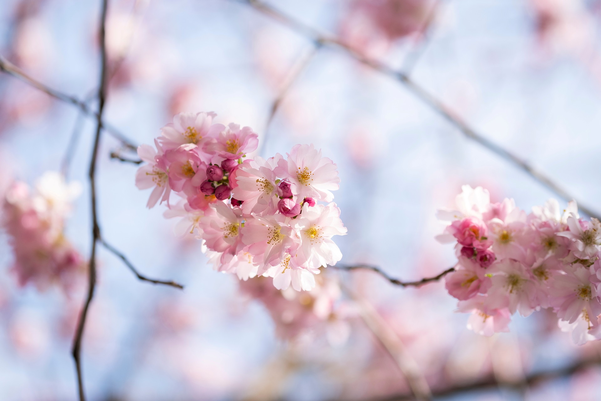 Rosa körsbärsblom.