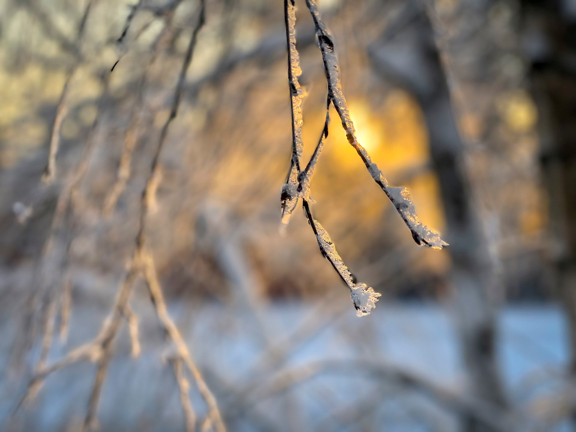 Istäckta kvistar och sol som står lågt.