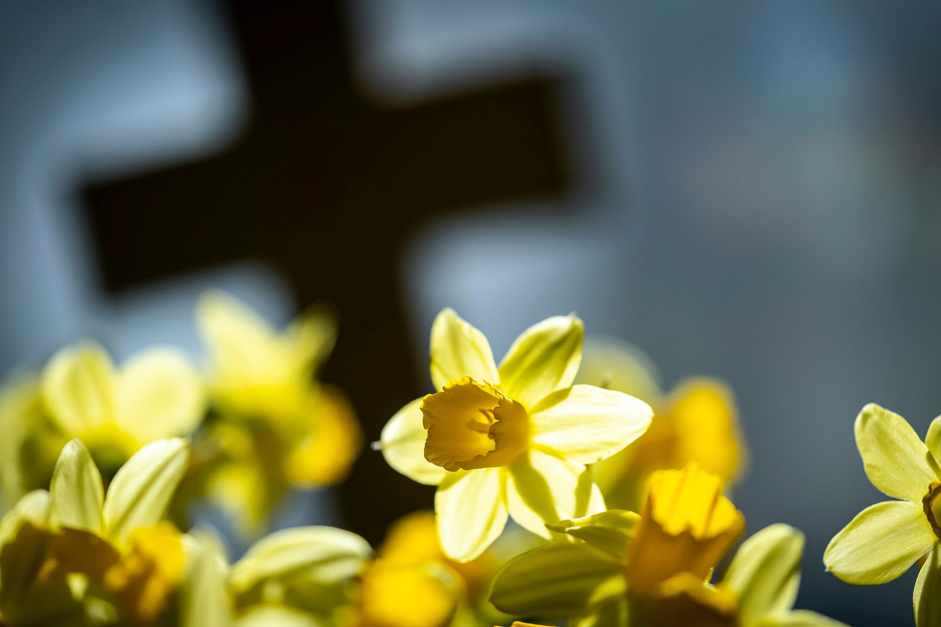 Solbelysta påskliljor med ett svart kors i bakgrunden.