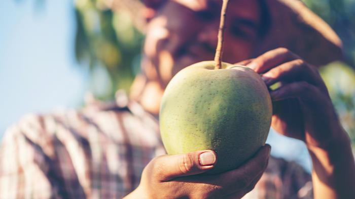 Man som håller i en mango. Frukten är i fokus och mannen i oskärpa. 