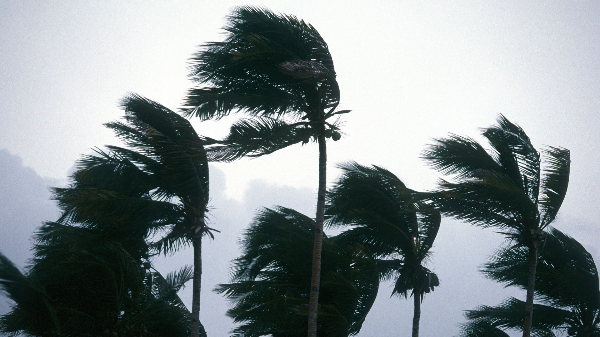 Palmer i kraftig blåst