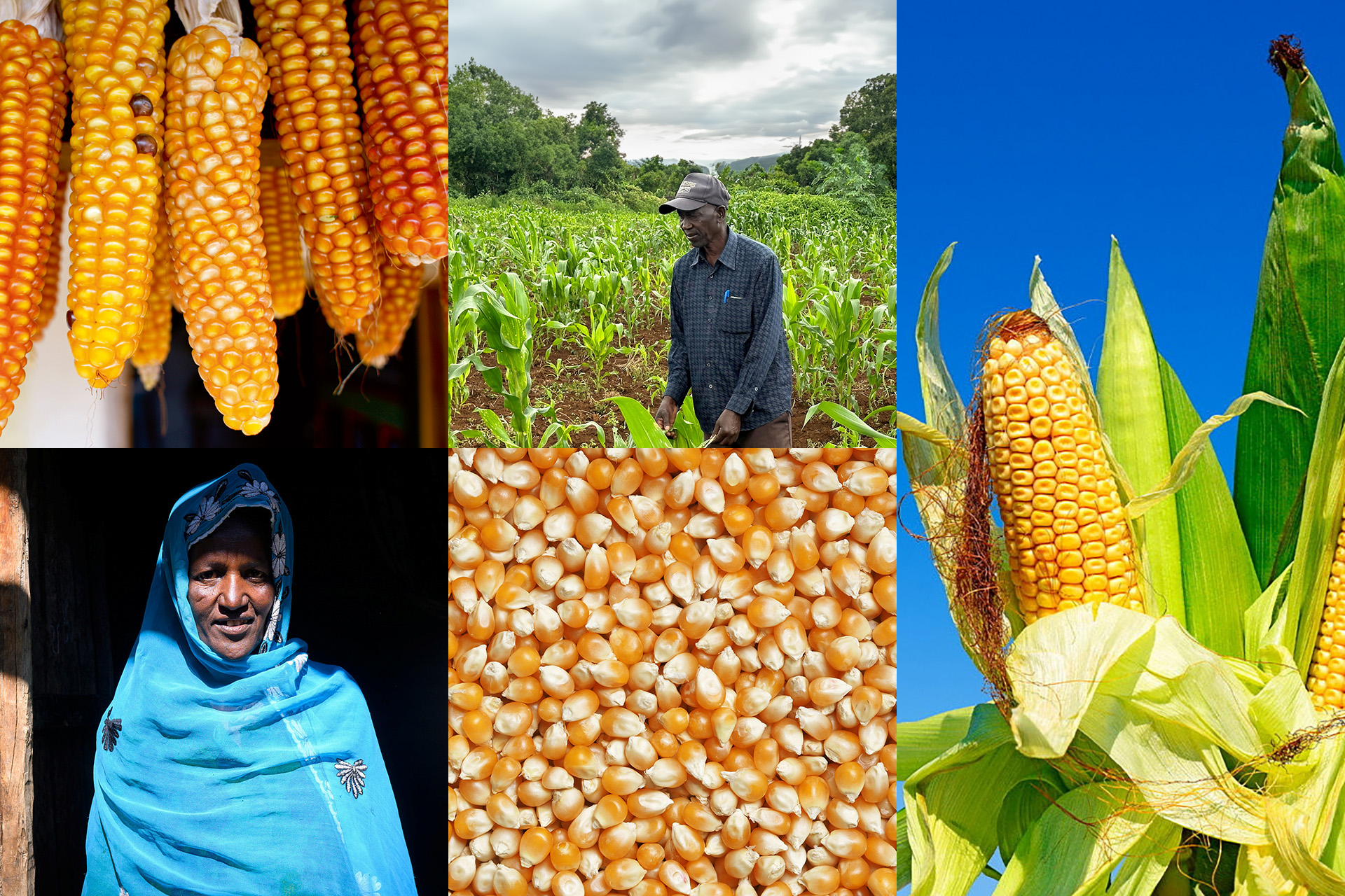 Montage med fem bilder relaterade till majs