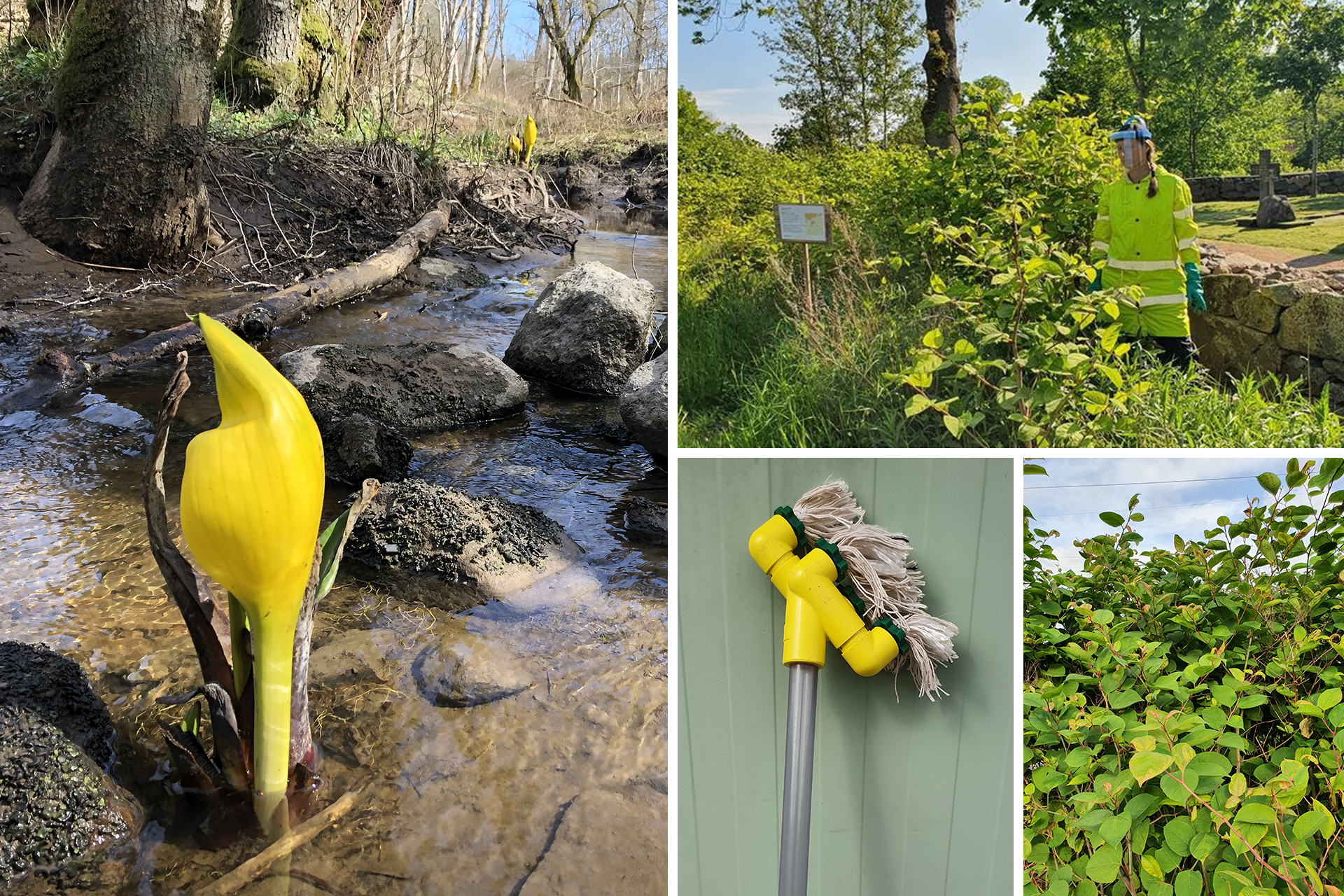 Skunkkalla och parkslide är två av de arter vi bekämpar. Skunkkalla gräver vi upp och vi penslar glyfosat på parkslidens blad som till slut tränger ned i rötterna och dödar dem.