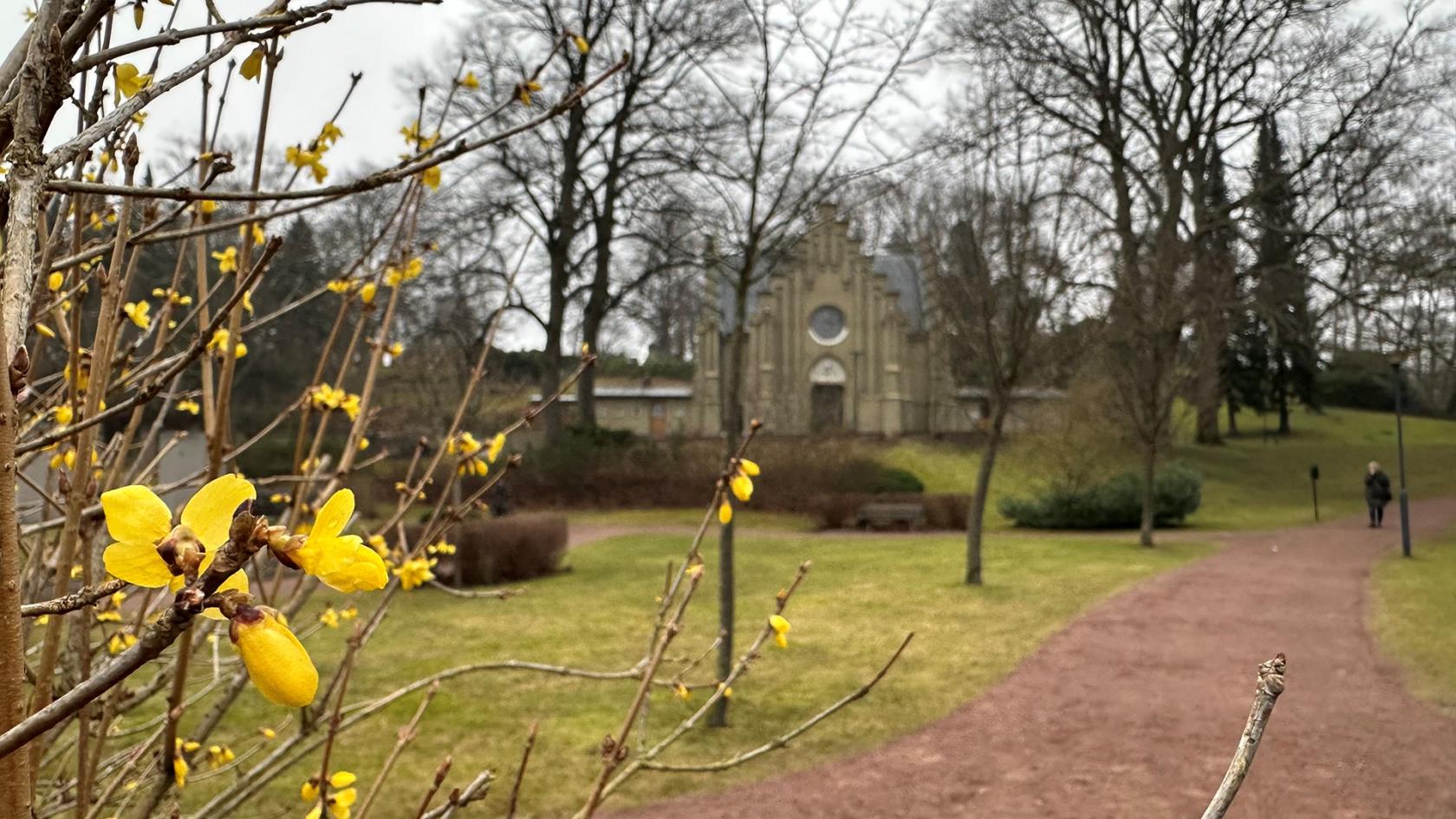 Blommande forsythia i förgrunden, grusgång, gräs och kapell i bakgrunden