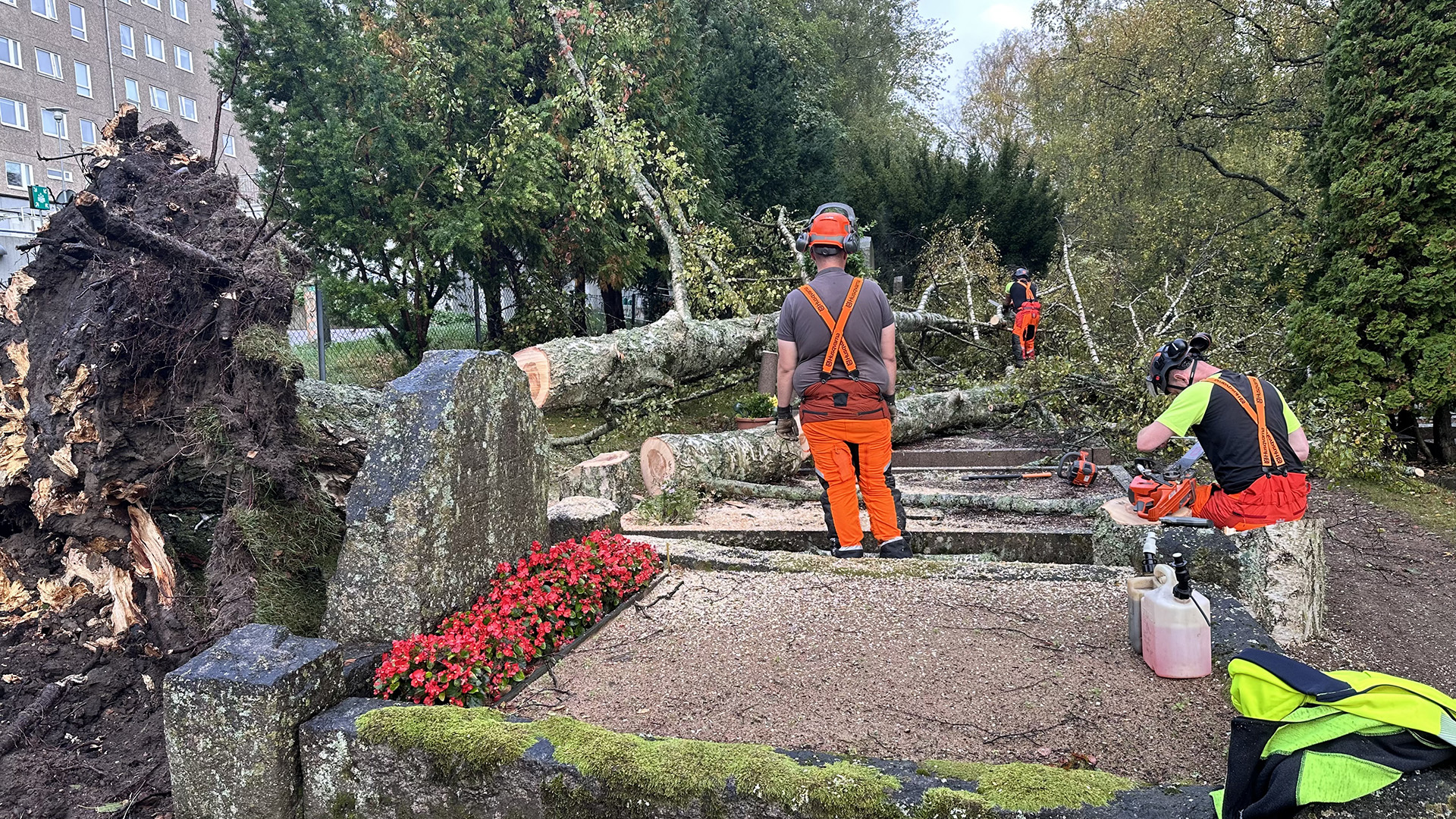 Medarbetare i skyddskläder arbetar med att såga bort grenar på en trädstam som fallit över gravplatser på kyrkogård.