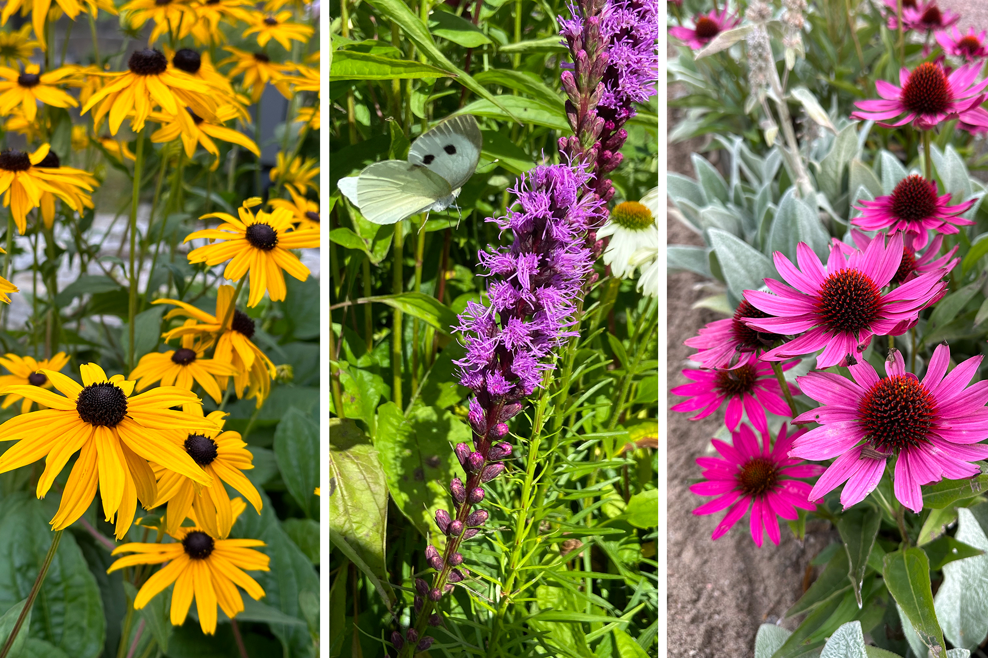Collage med gul och rosa blommor med en gulvit fjäril.