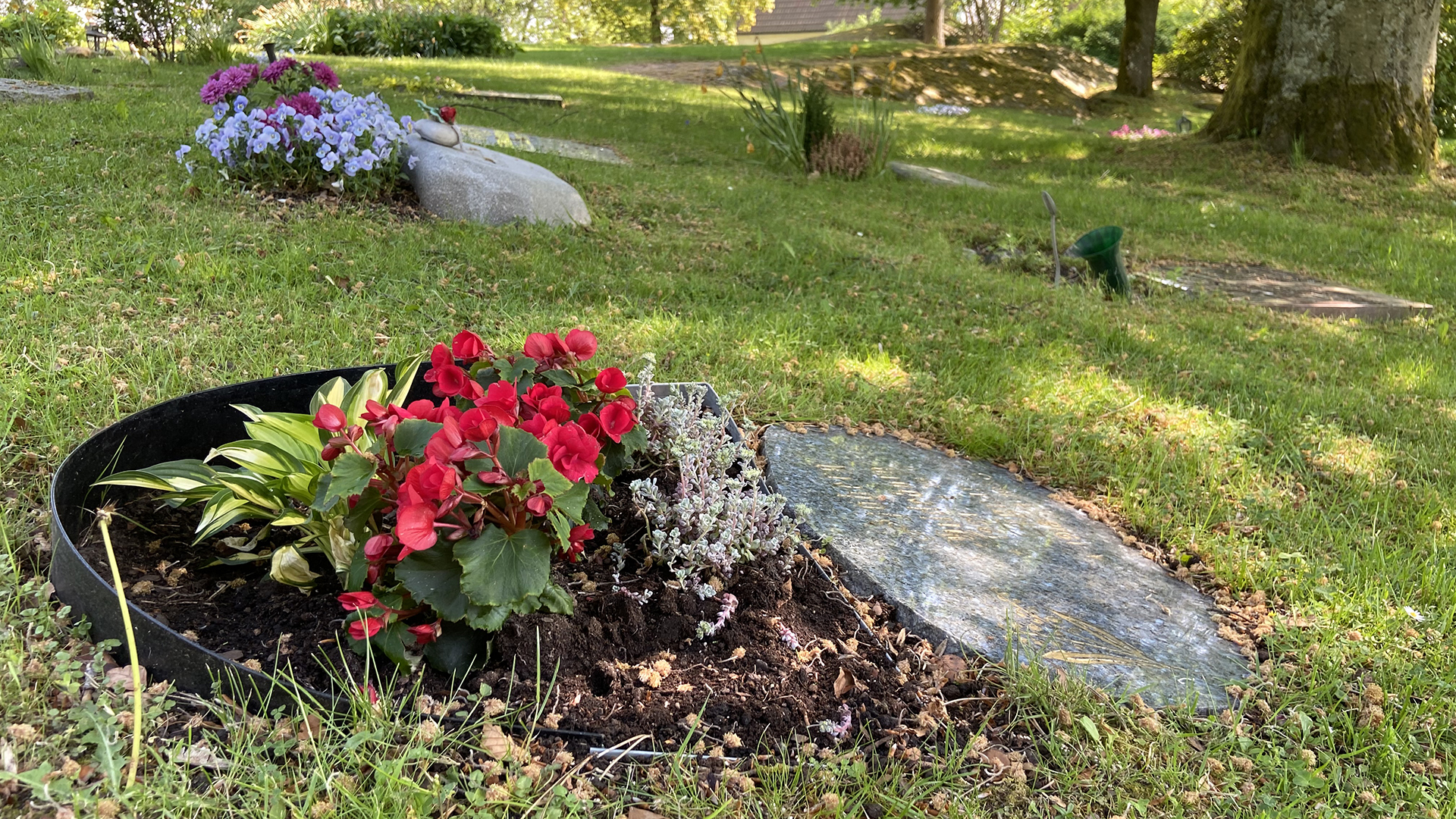 Blommor planterade vid liggande gravsten i gräsyta