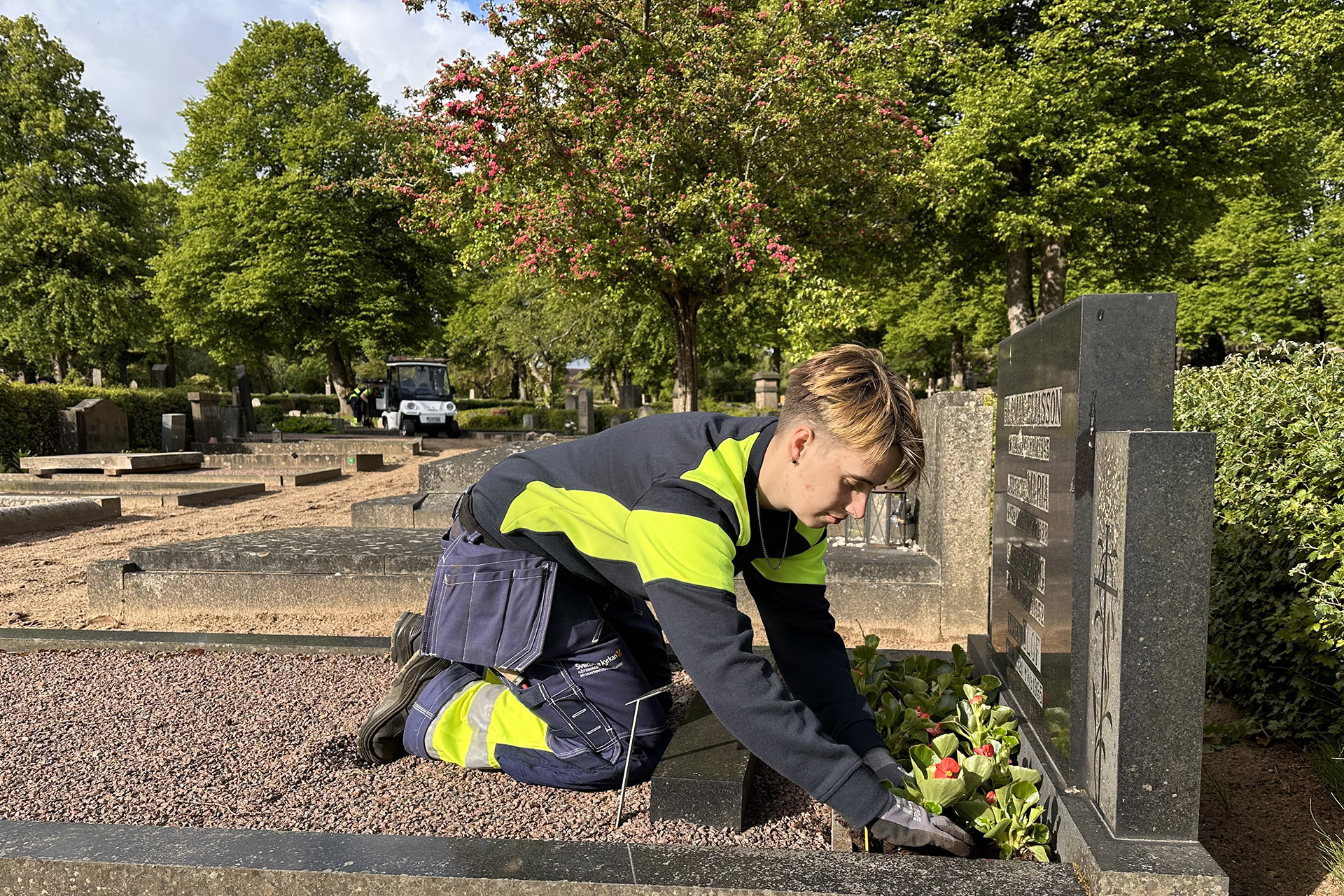 Person i arbetskläder på knä vid gravplantering på grusad grav med gravsten. I bakgrunden träd och grönska.