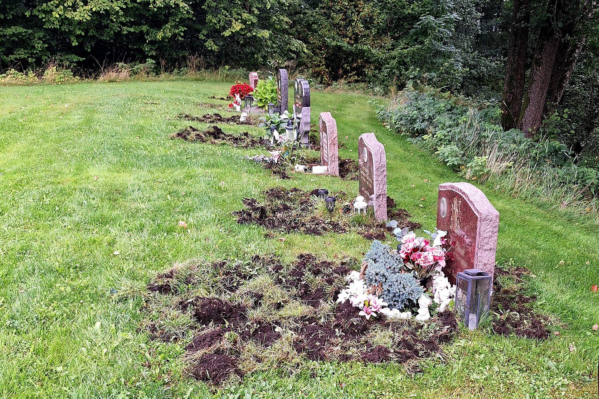 Uppbökade grästorvor ligger runt gravplatser med planteringar i en gräsyta.