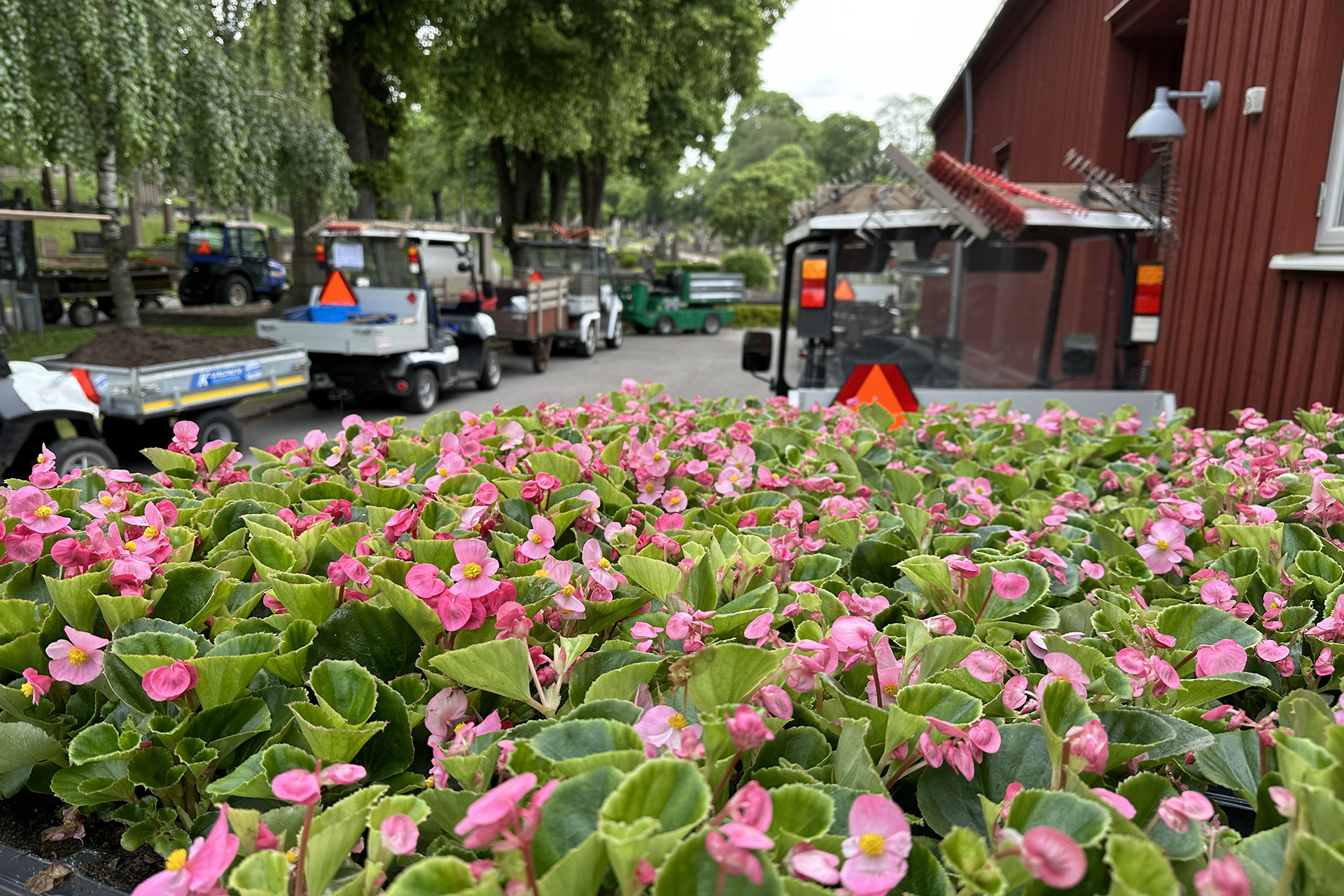 Mängder av rosa plantor står på ett flak som dras av ett mindre arbetsfordon med krattor på taket. I bakgrunden en röd byggnad, fler arbetsfordon och gröna träd.