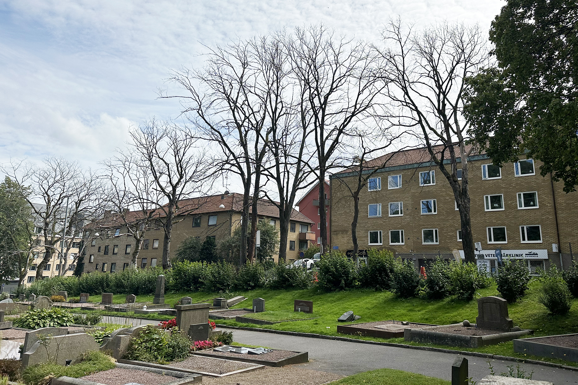 Kala trädskelett sträcker sig mot himlen. Hus i bakgrunden och grönskande kyrkogård i förgrunden.
