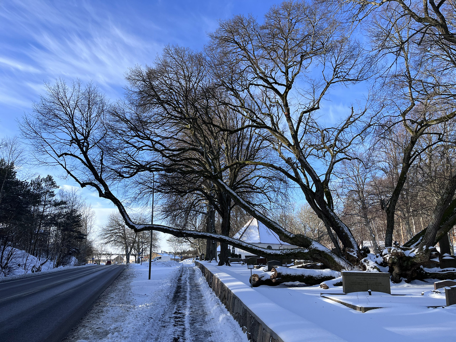Stort träd med flera kraftiga stammar varav en lutar ut över en mur och en vägbana. Snö på marken, i förgrunden syns gravplatser.