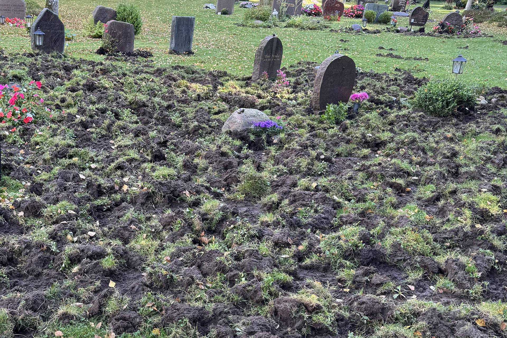 Uppbökad gräsyta på begravningsplats.