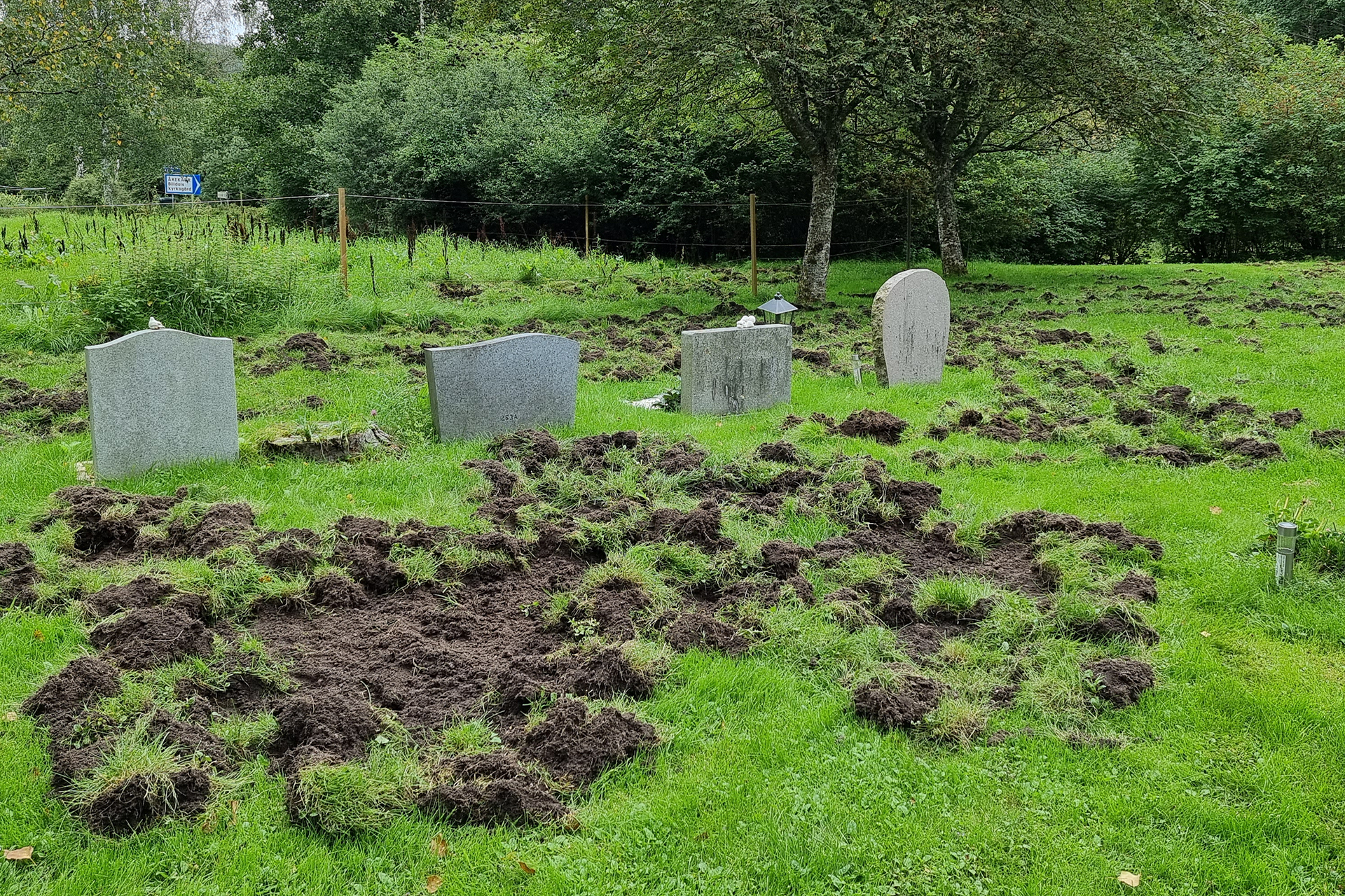 Grästorvor uppbökade ur marken på begravningsplats där man ser fyra gravstenar. Grönskande lövträd i bakgrunden.