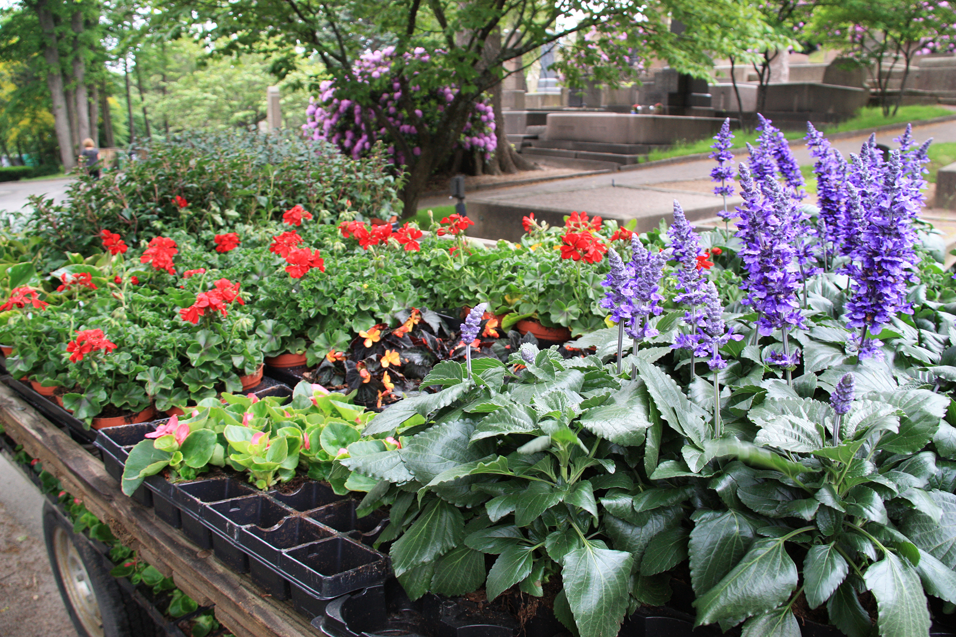 Flak med olika sorters blommor i kyrkogårdsmiljö.