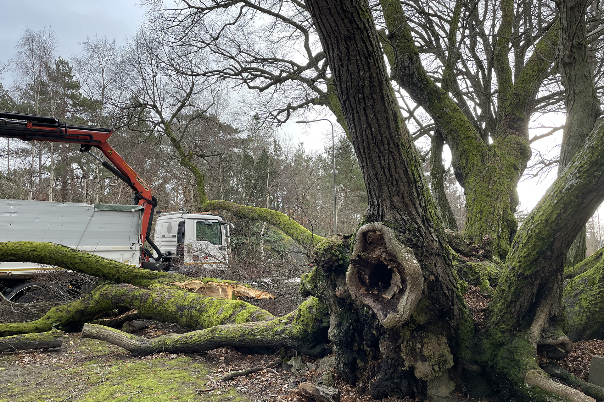 Träd med flera stammar där en stam ligger knäckt på marken. Kranbil i bakgrunden.