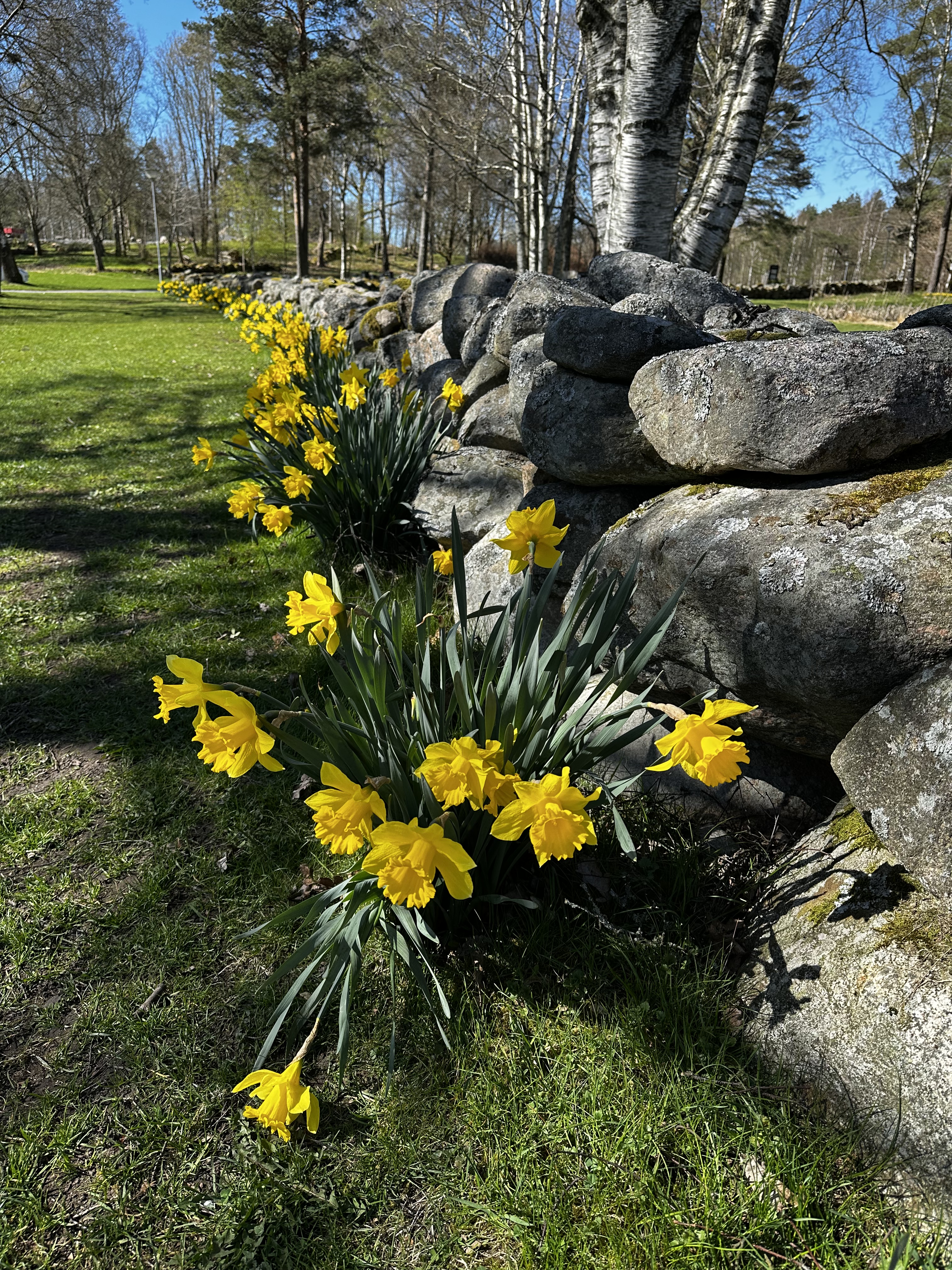 Gula påskliljor i grupper framför en stenmur. Gräsmatta till vänster.