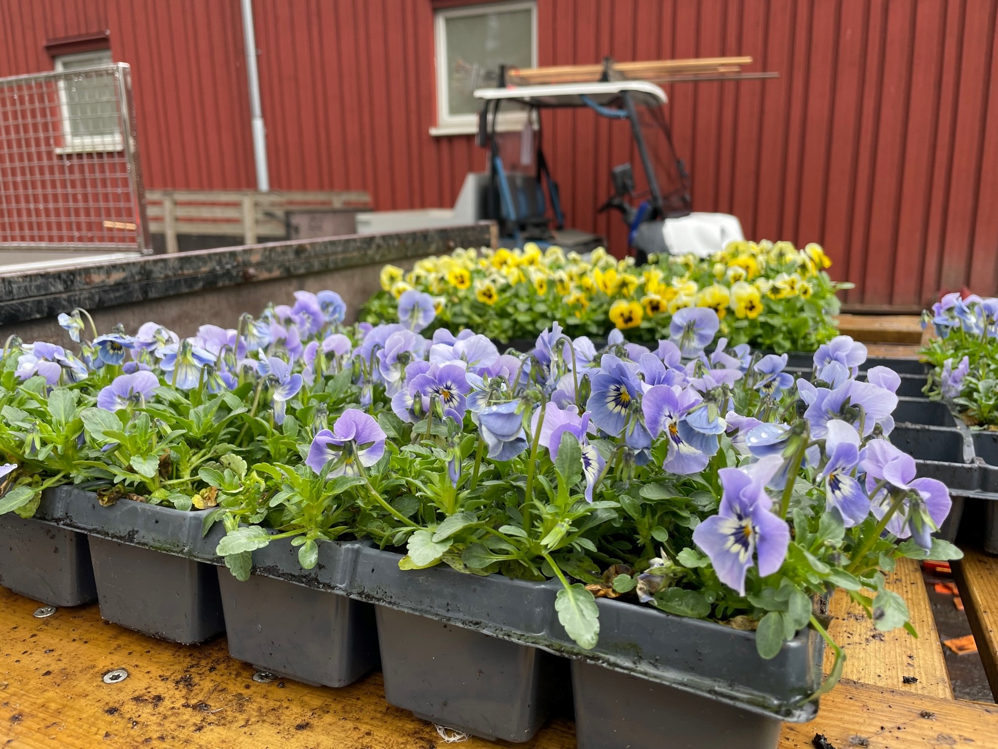 Flak fulla med blommande plantor av penséer i blå och gula toner mot en röd vägg.