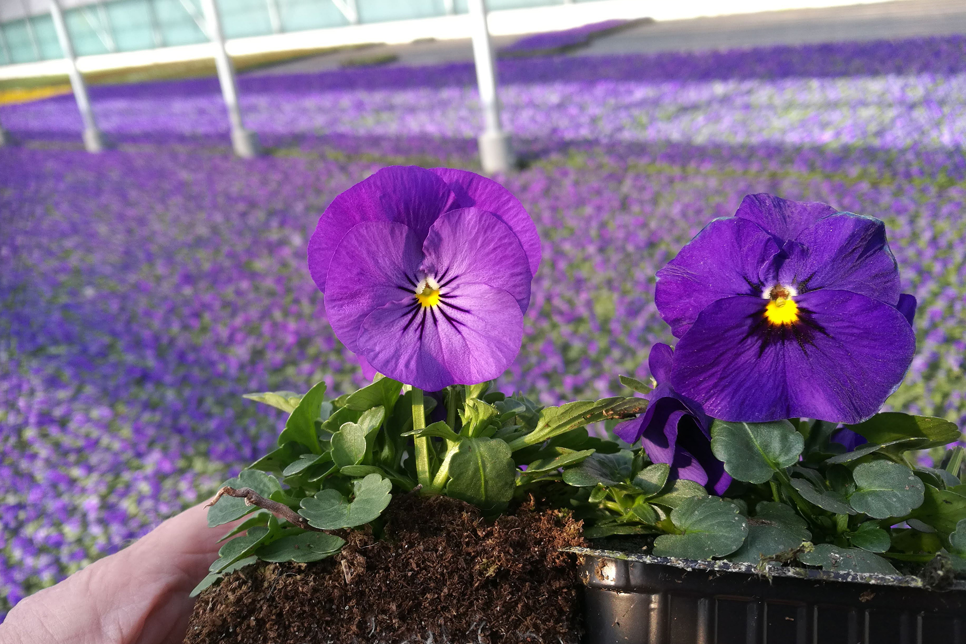 Hand håller i två blå penséplantor framför ett hav av plantor i ett växthus.