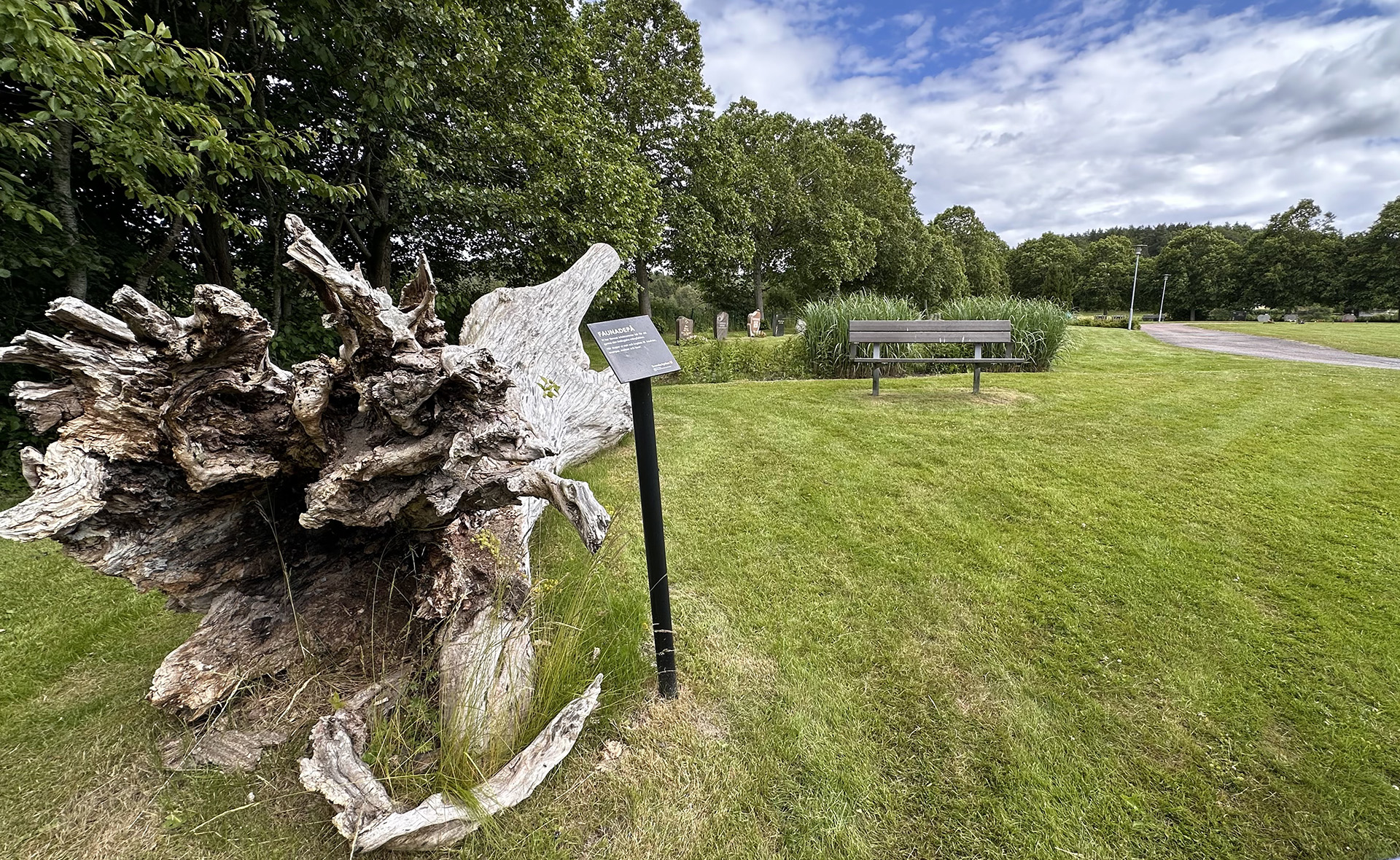 Stor, ihålig trädstubbe ligger på en grön gräsmatta.. i Bakgrunden träd, buskar, en bänk och en asfalterad väg.