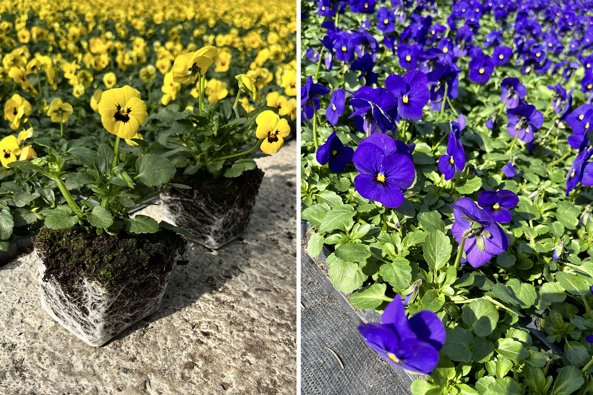 Många små plantor med gula respektive blå blommor.