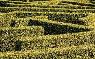 En labyrint av gröna häckar