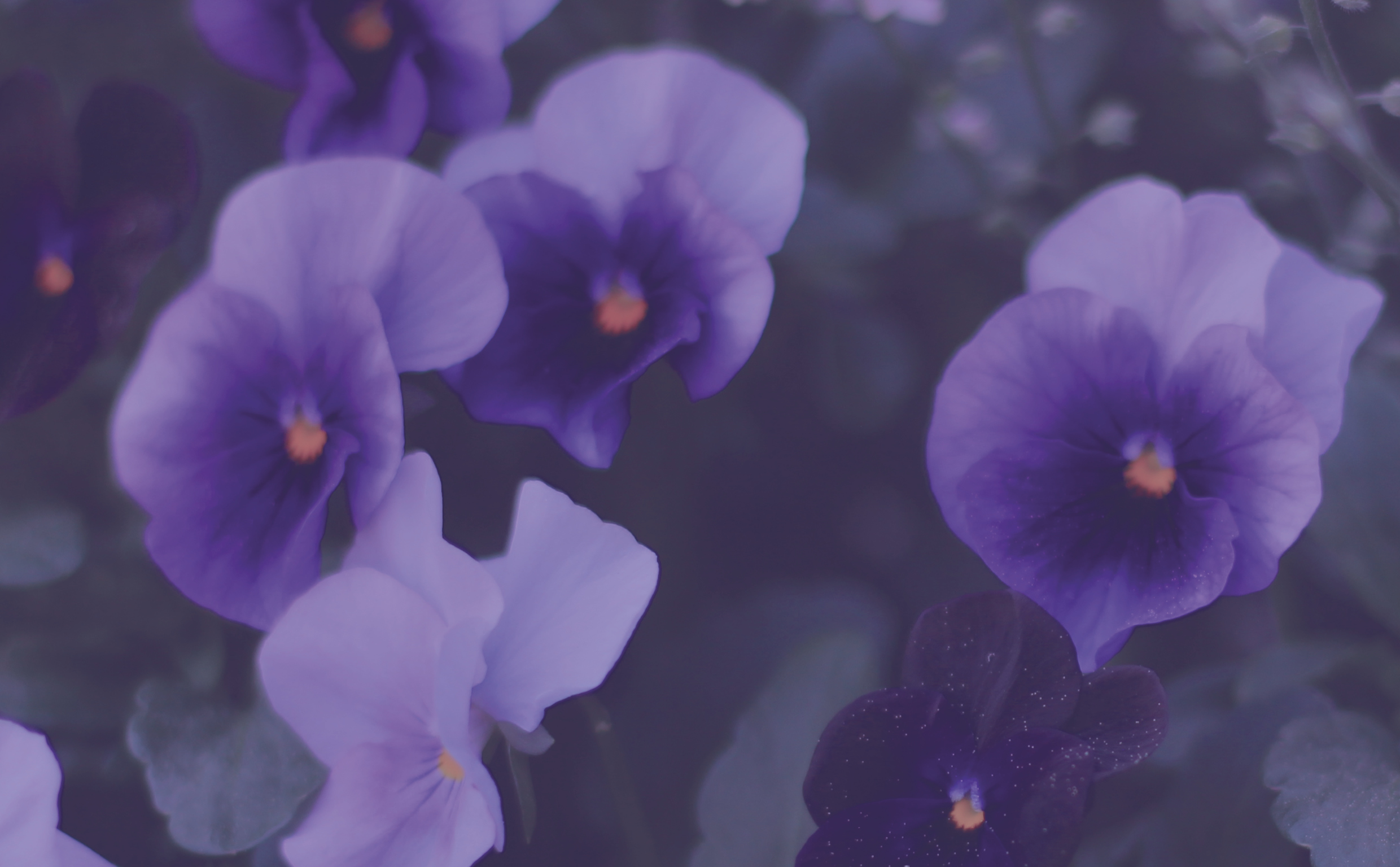 Blommor.