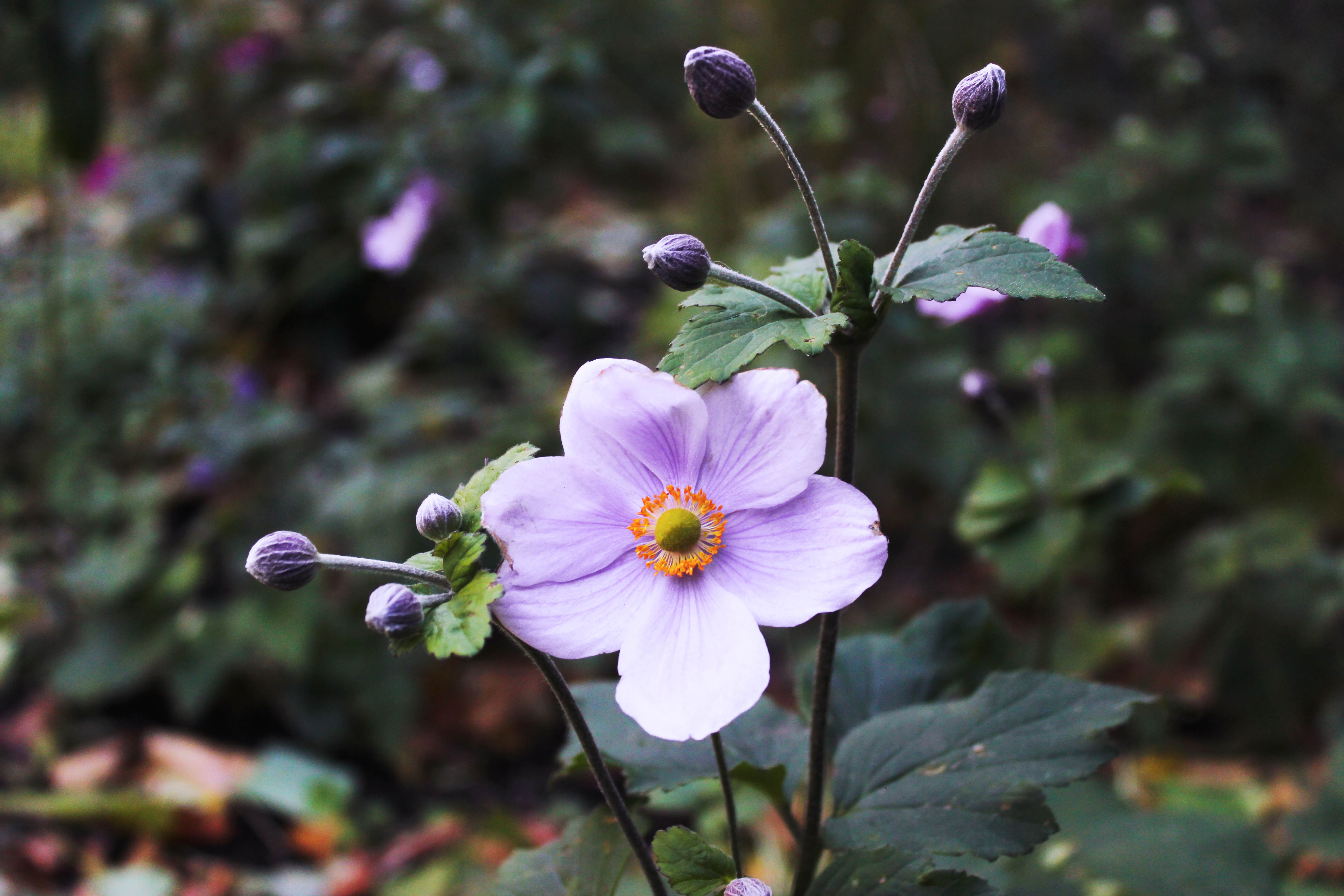 Lila blomma.