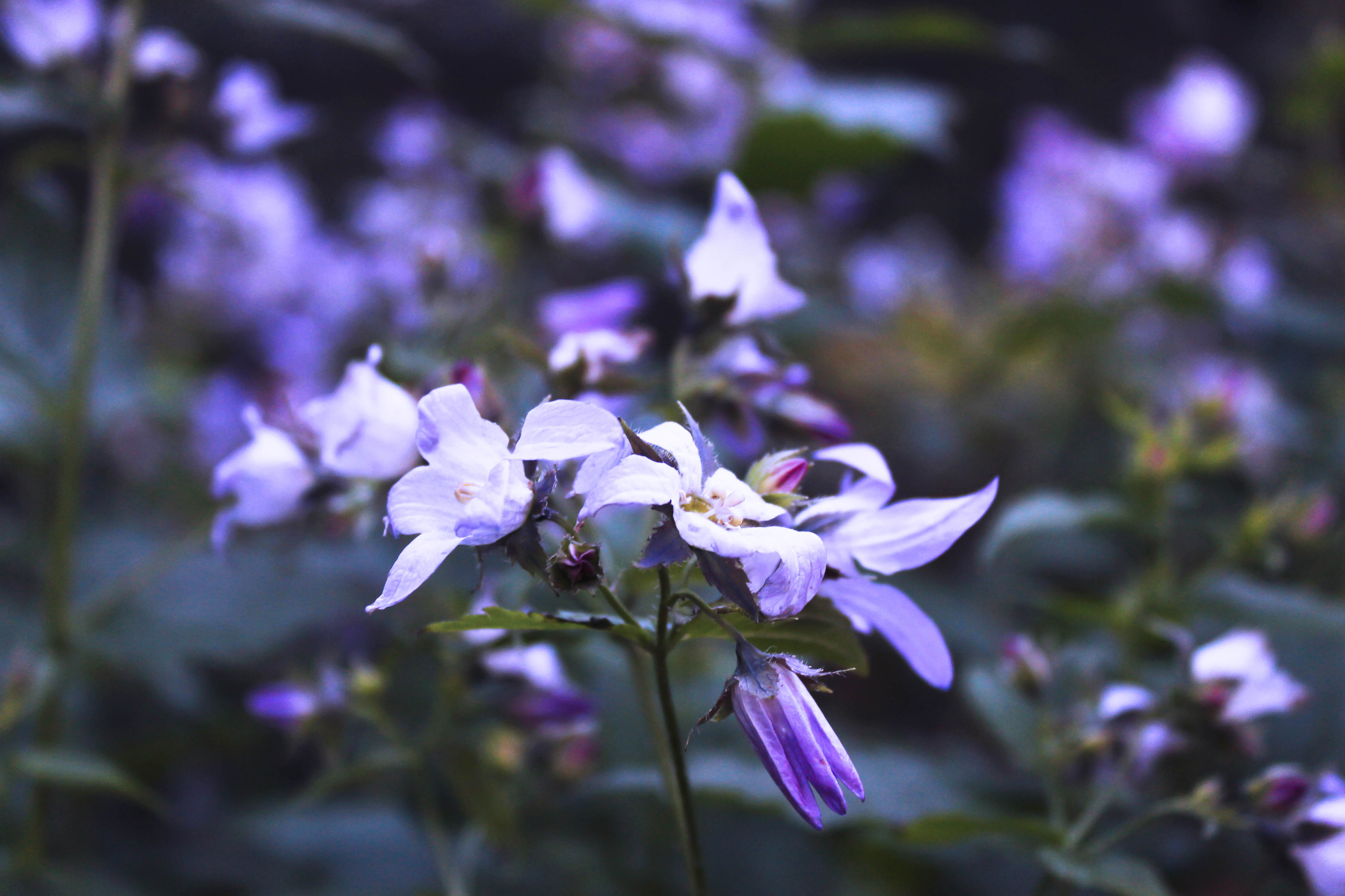 Lila blommor.