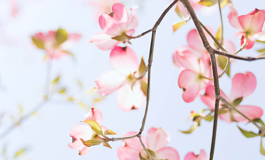 Vårblommor. 