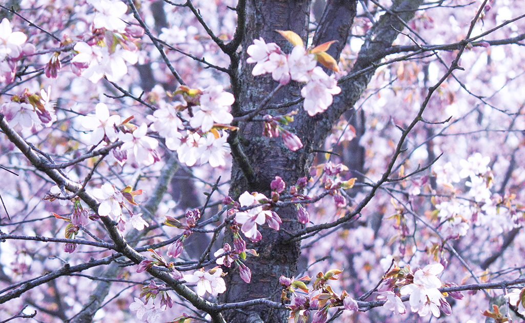 Träd som blommar. 