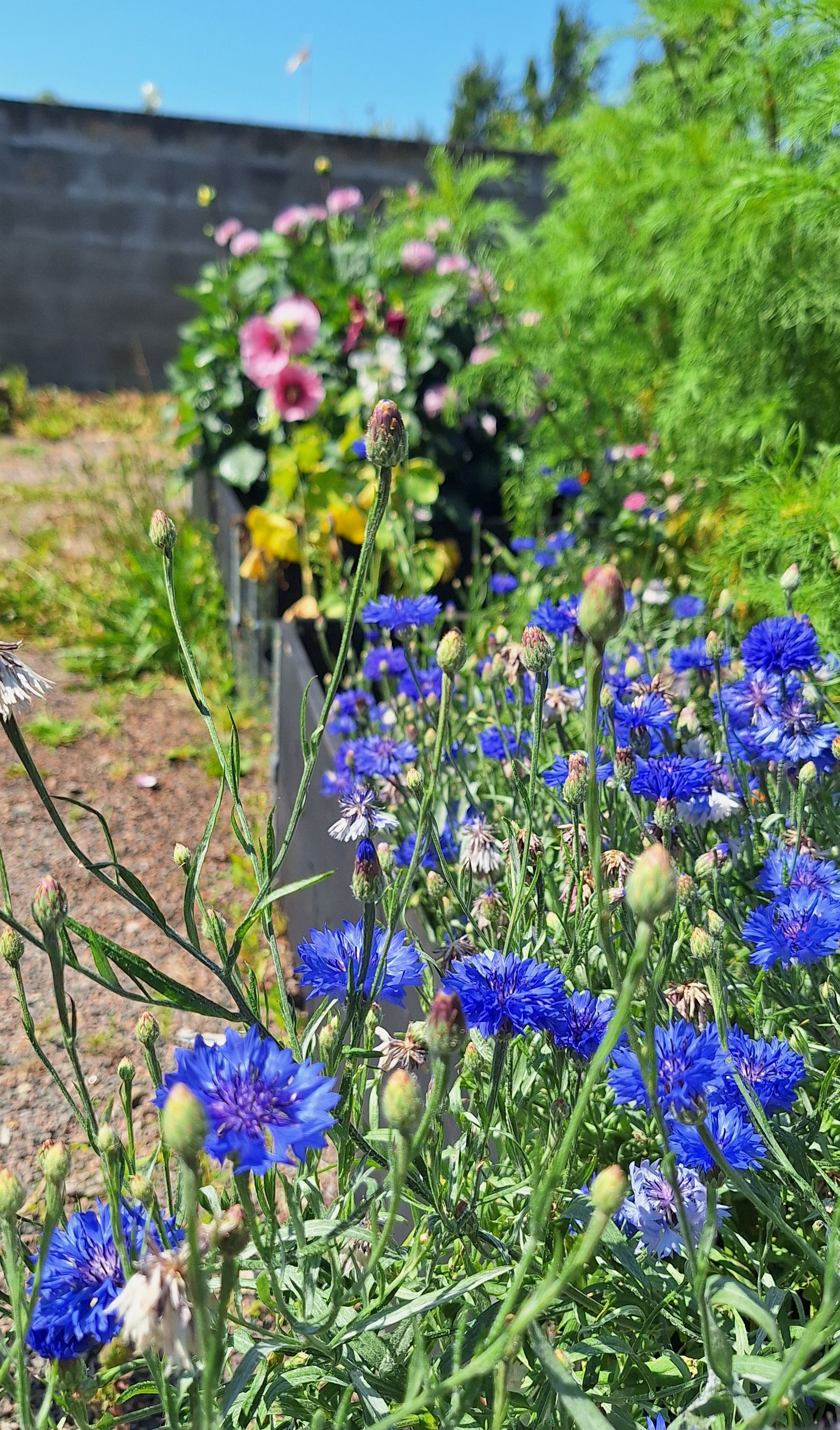 Egen odlade altarblommor