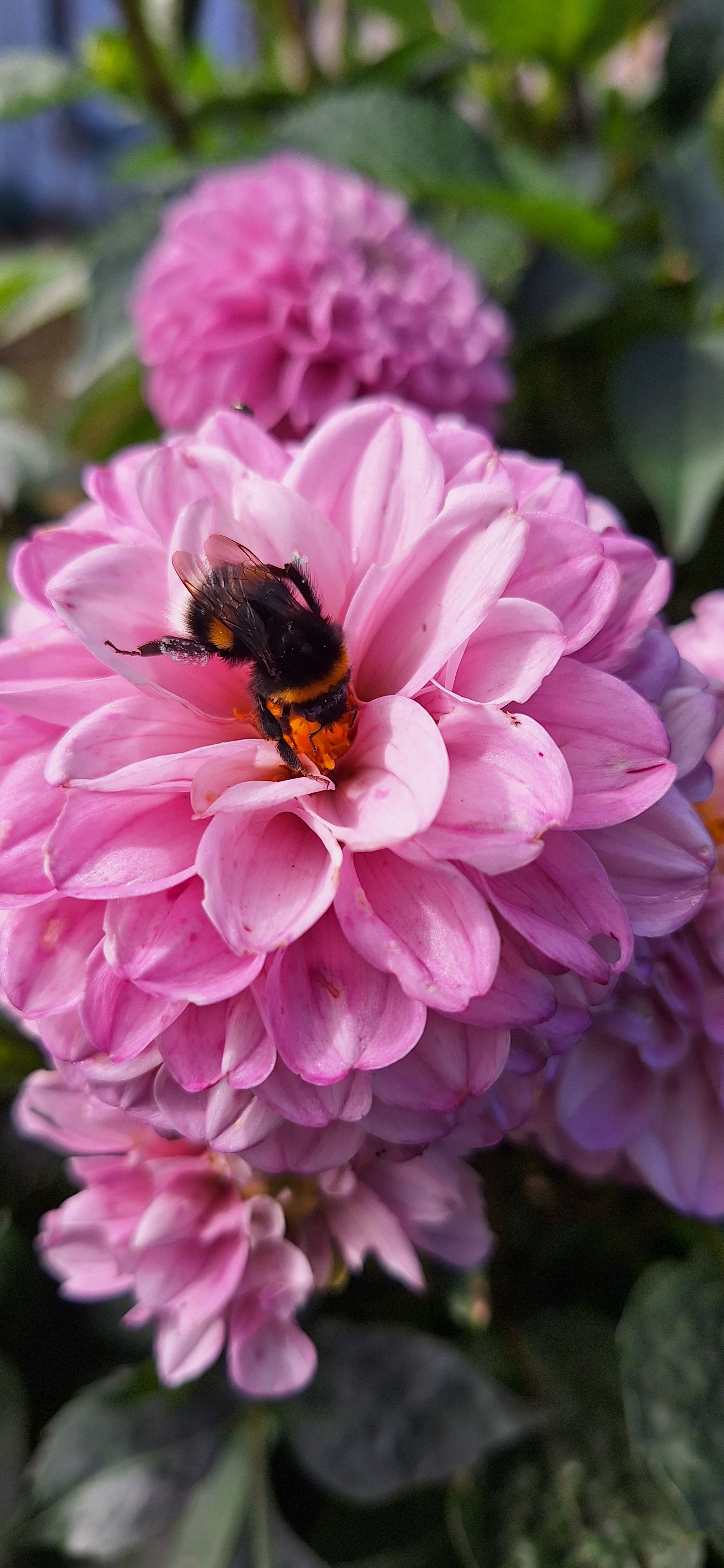 Dahlia med humla