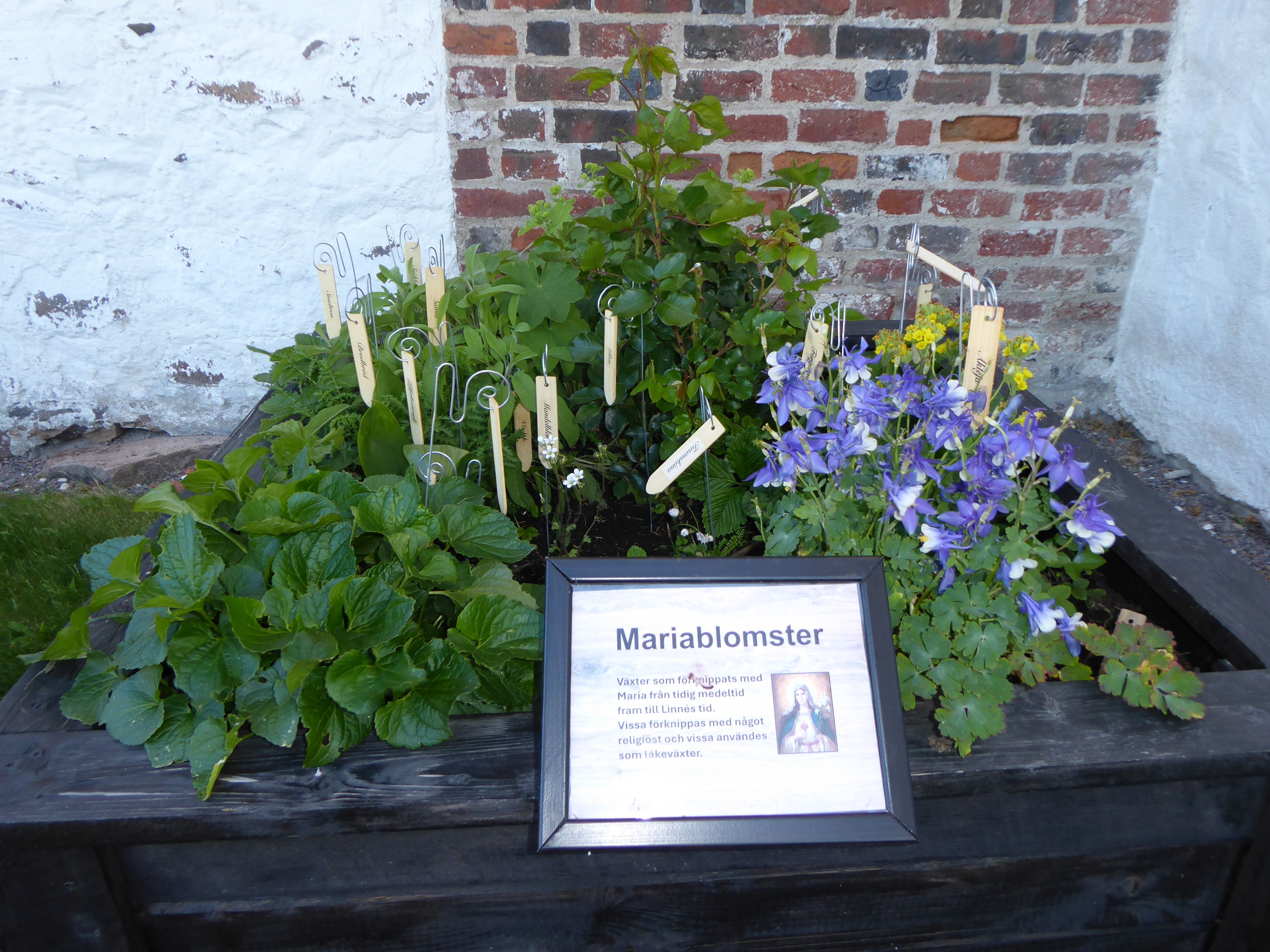 Blommor