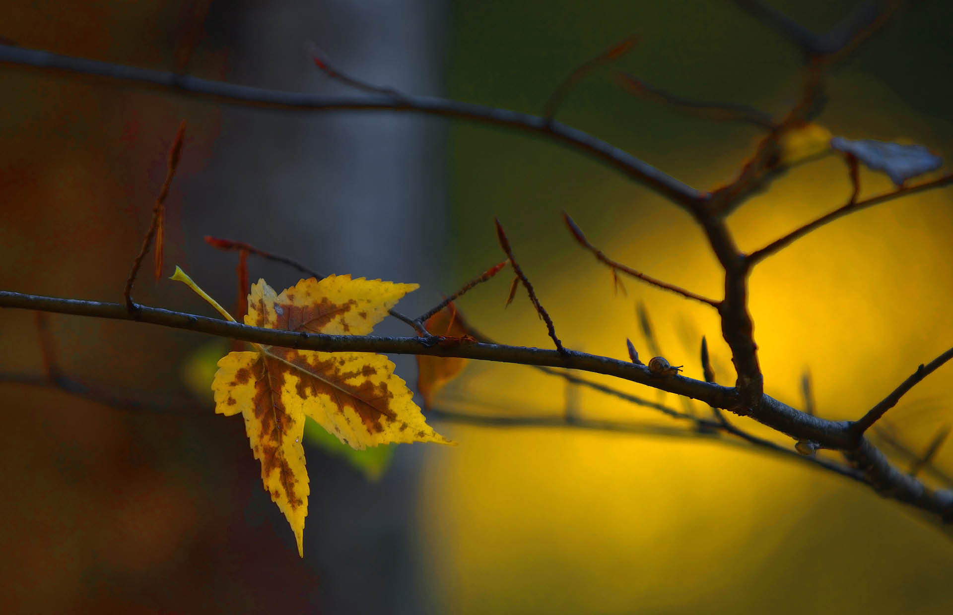 Ett löv på en trädgren, ett ljus kommer in från sidan.