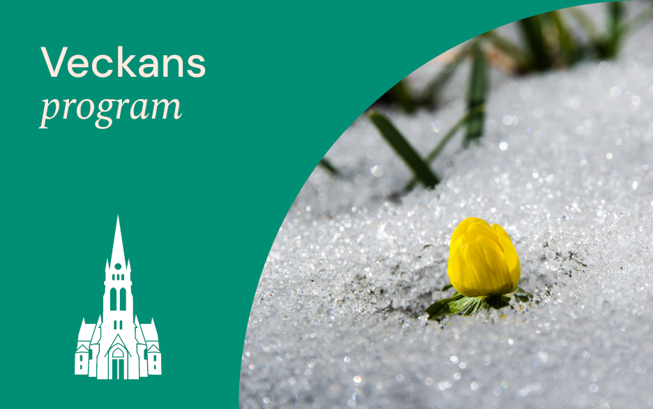 Grön bakgrund, text: Veckans program, siluett av domkyrkan, bild på knopp i snö