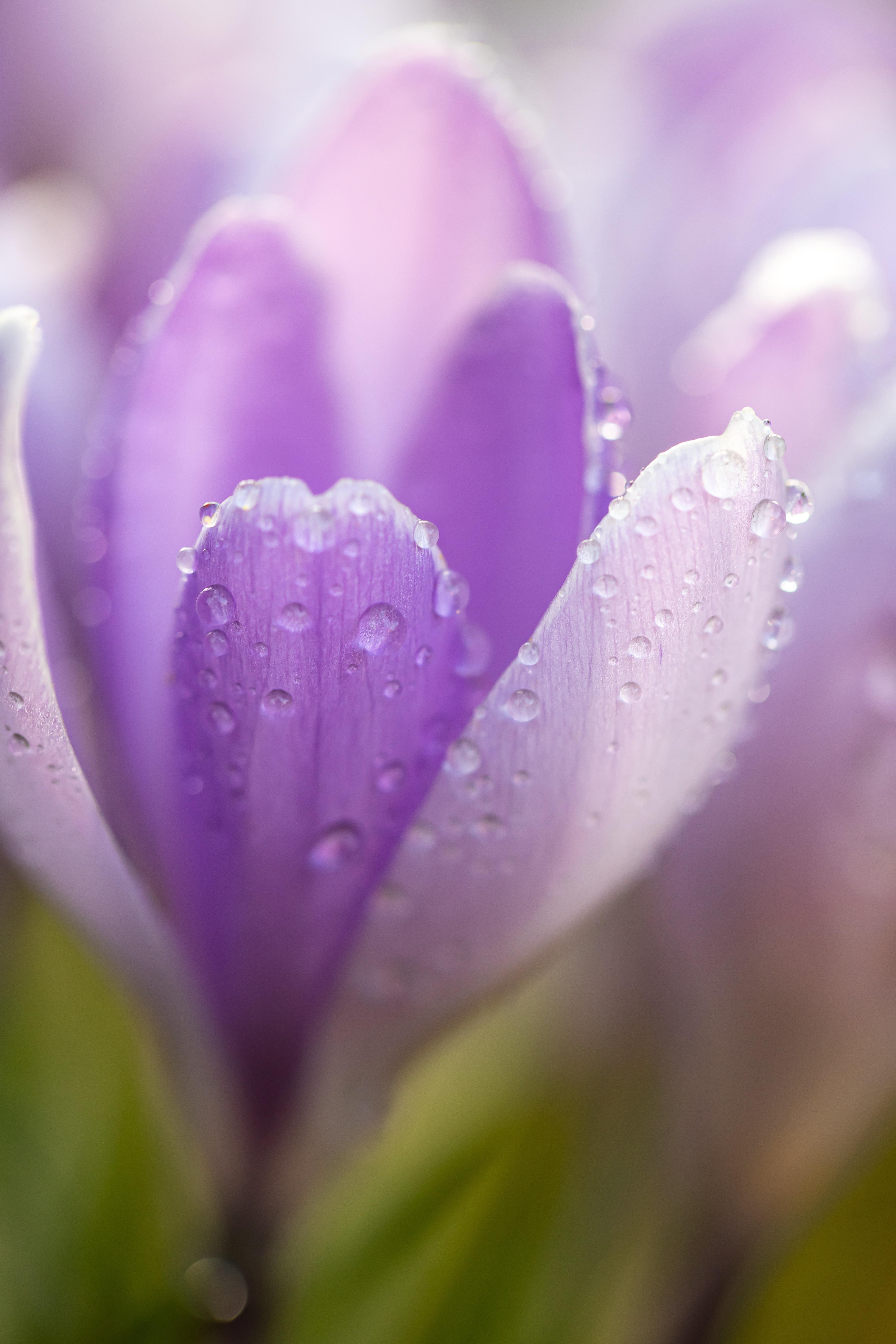 lila krokus blomma 
