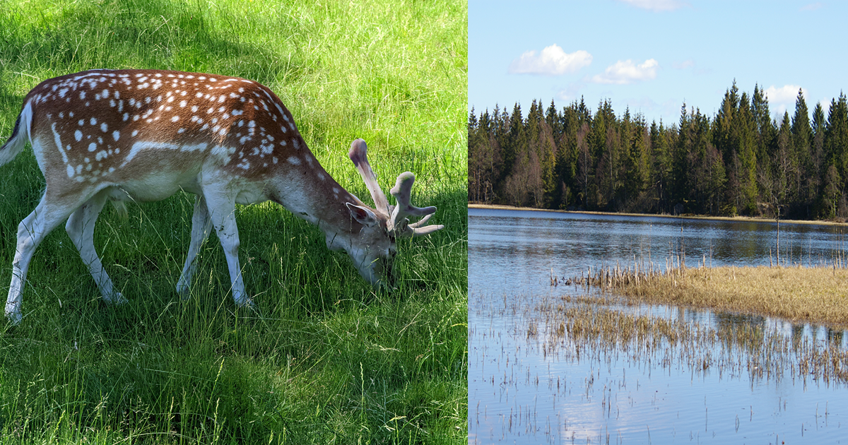 dovhjort och en sjö